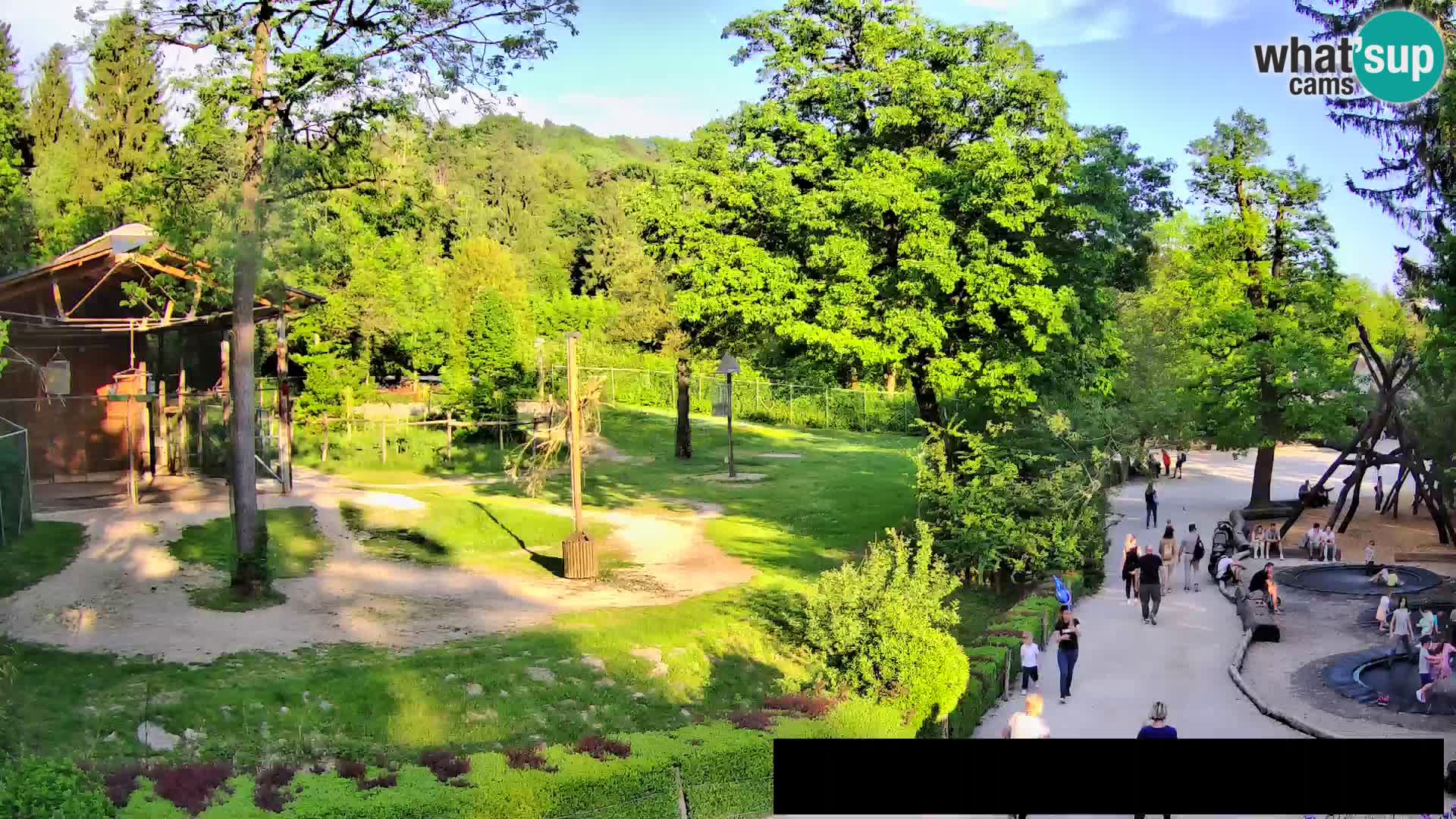 Webcam Zoo Ljubljana – Giraffen