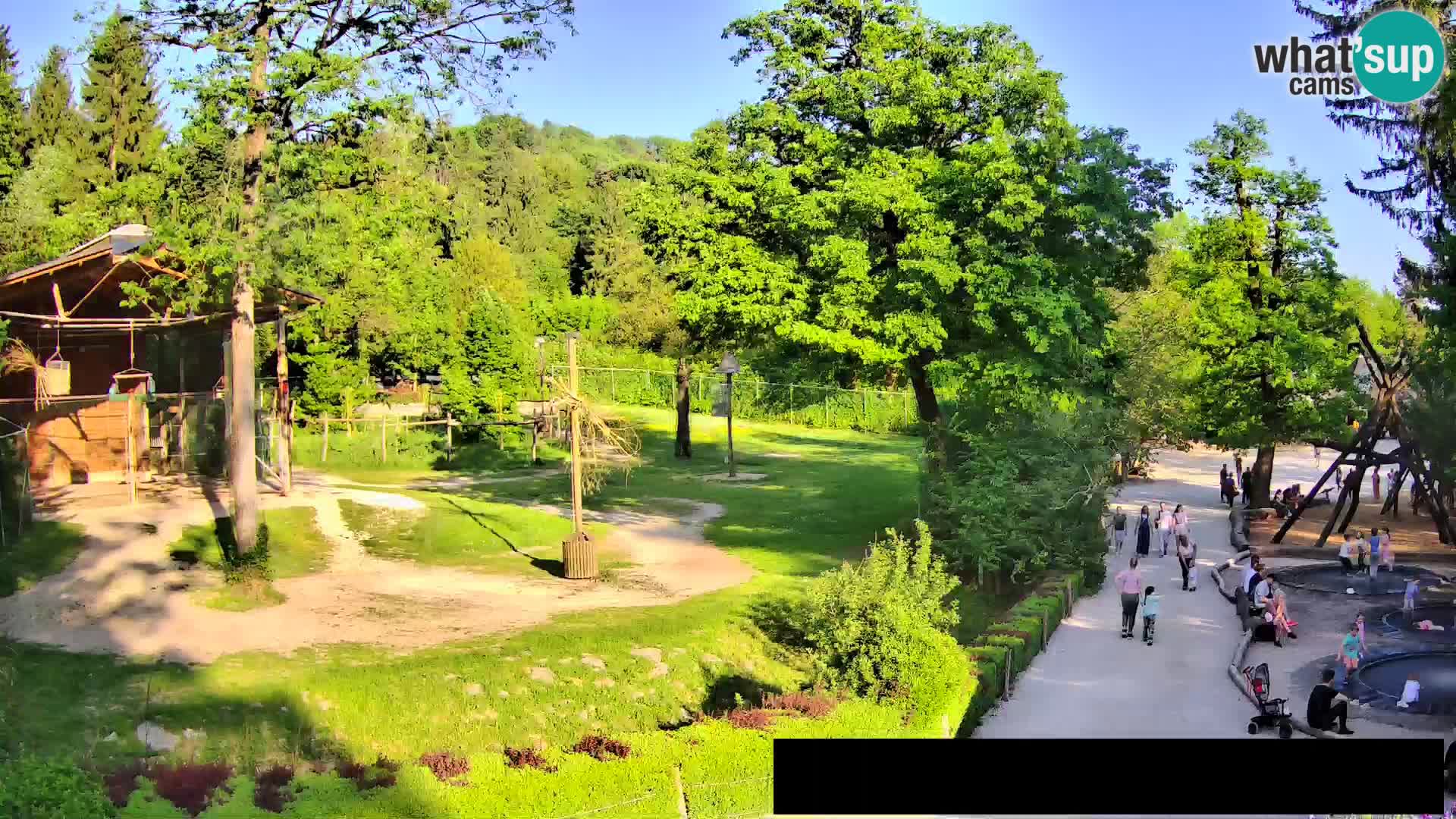 Webcam Zoo Ljubljana – Giraffen
