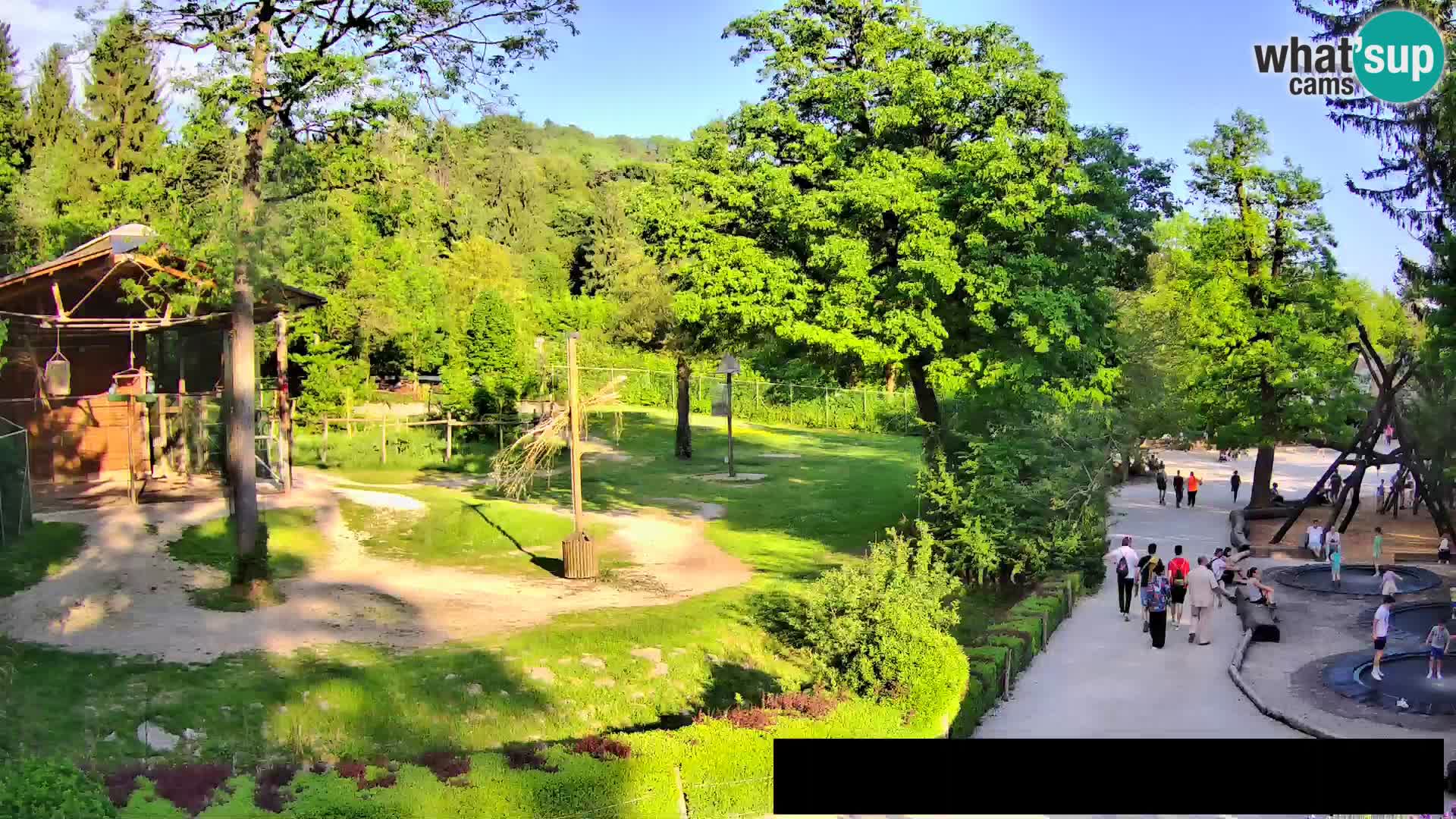 Webcam Zoo Ljubljana – Giraffes