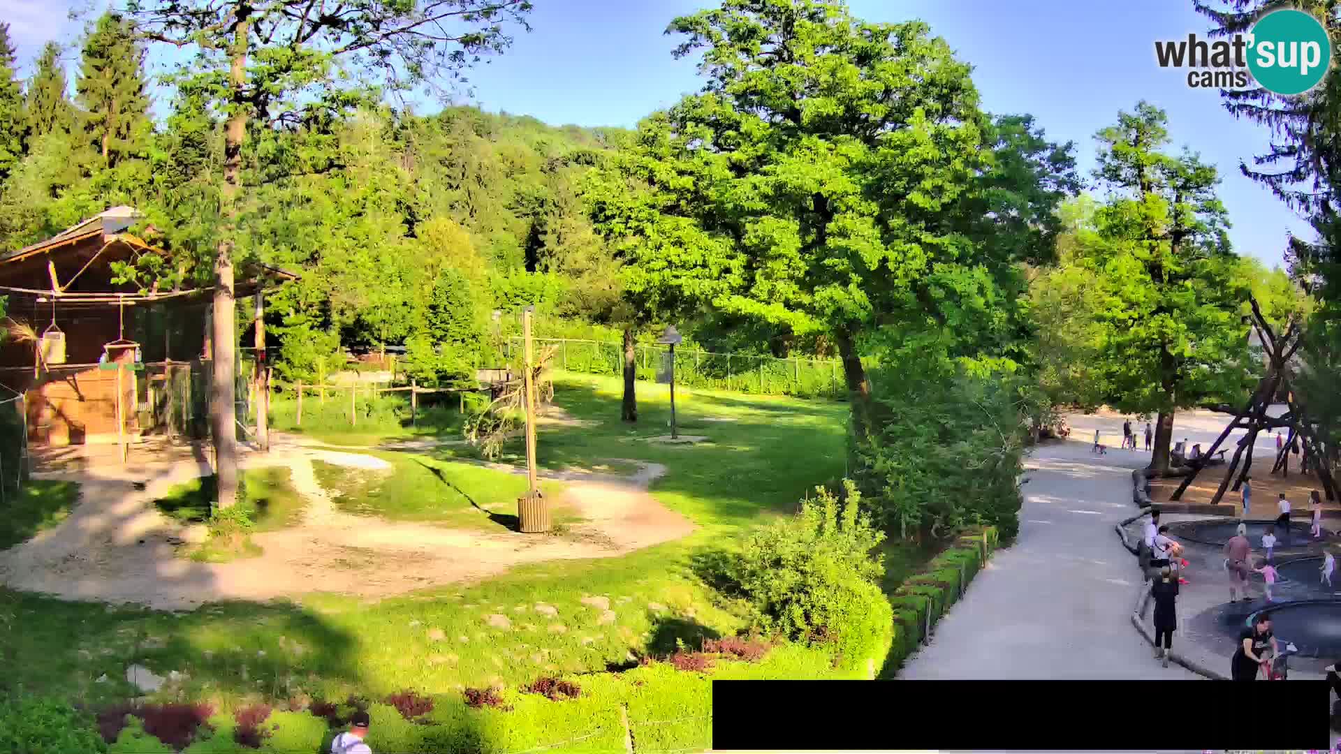 Webcam Zoo Ljubljana – Jirafas