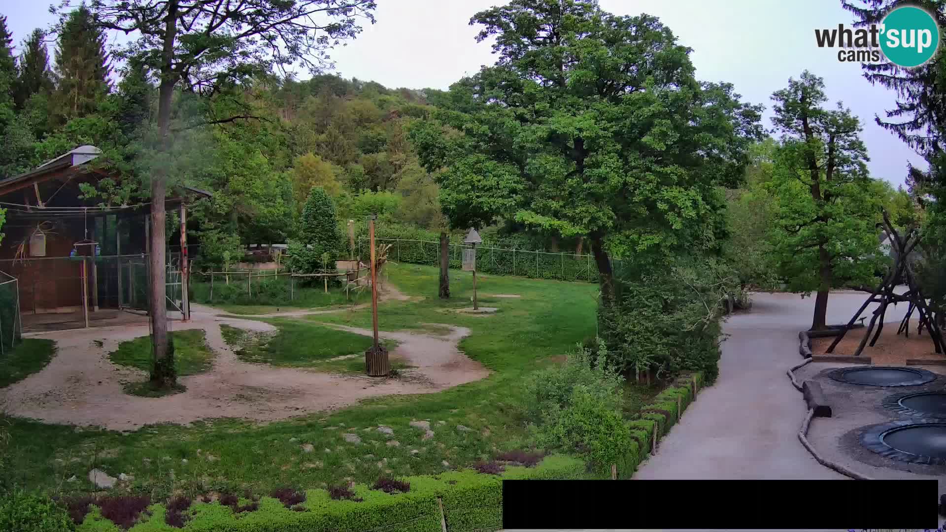 Webcam Zoo Ljubljana – Giraffes