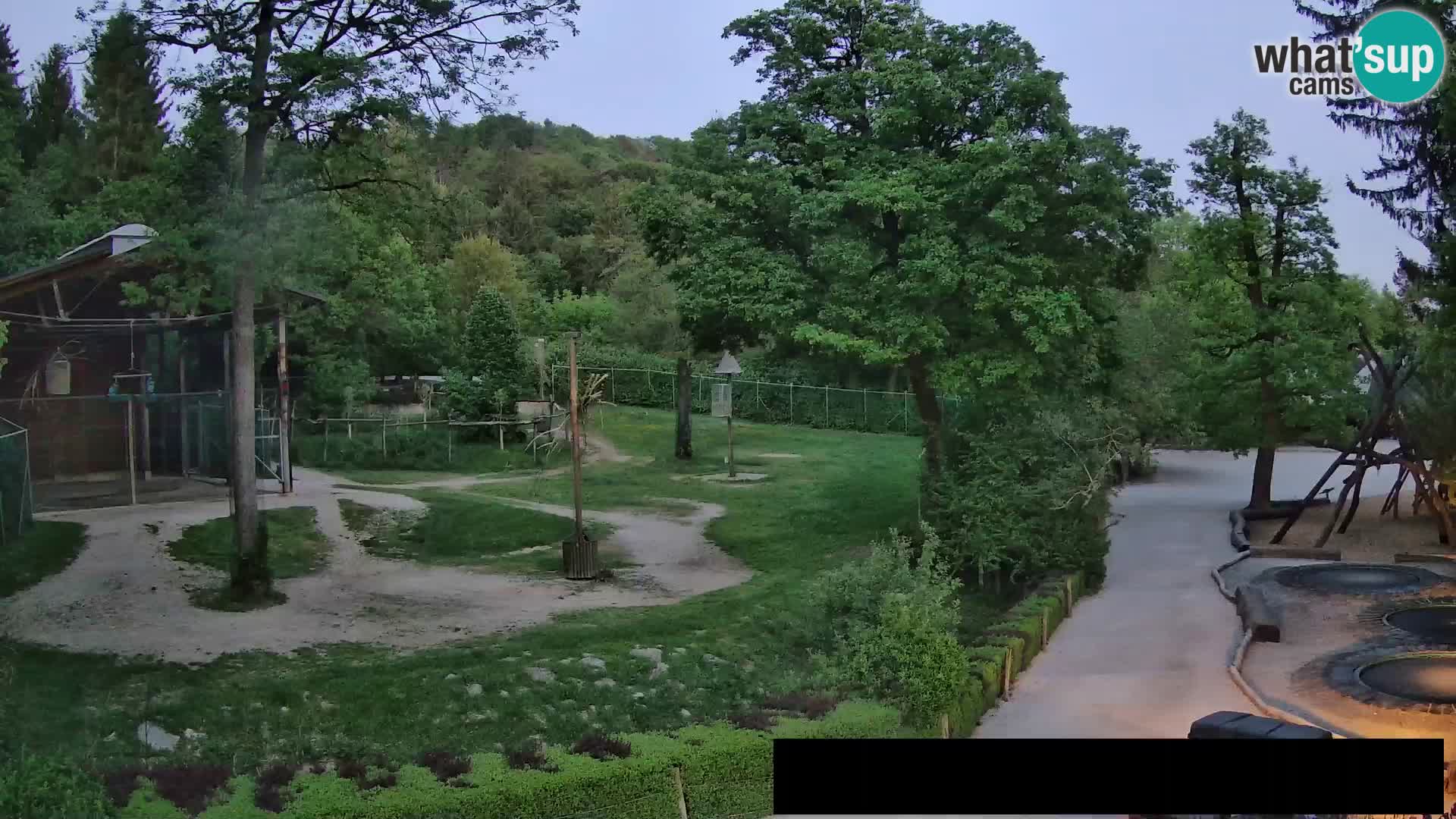 Webcam live Zoo Lubiana – Giraffe