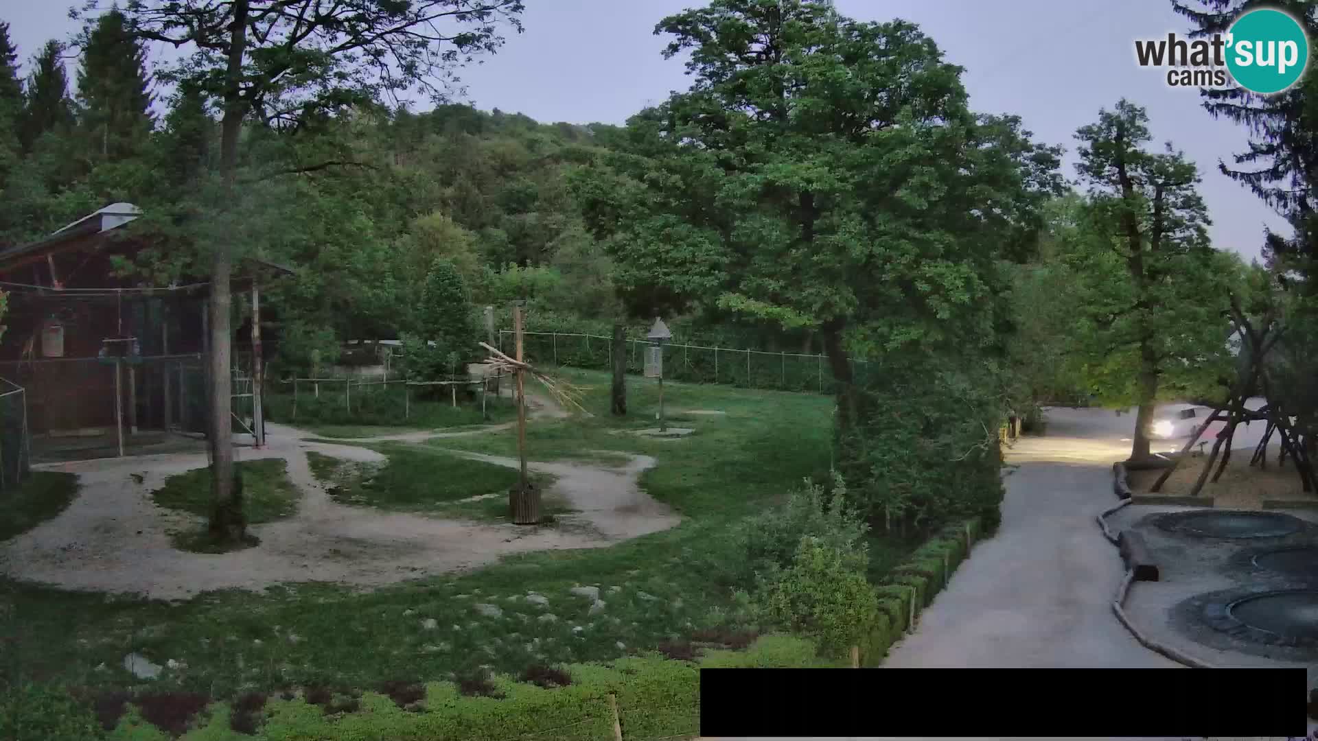 Webcam live Zoo Lubiana – Giraffe