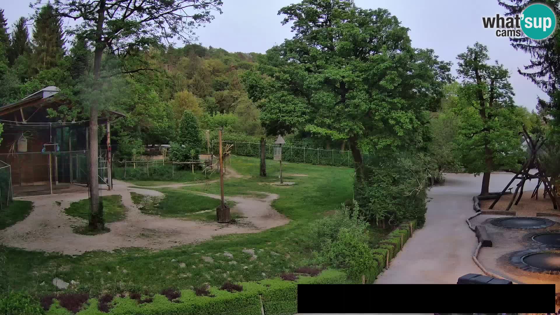 Webcam live Zoo Lubiana – Giraffe