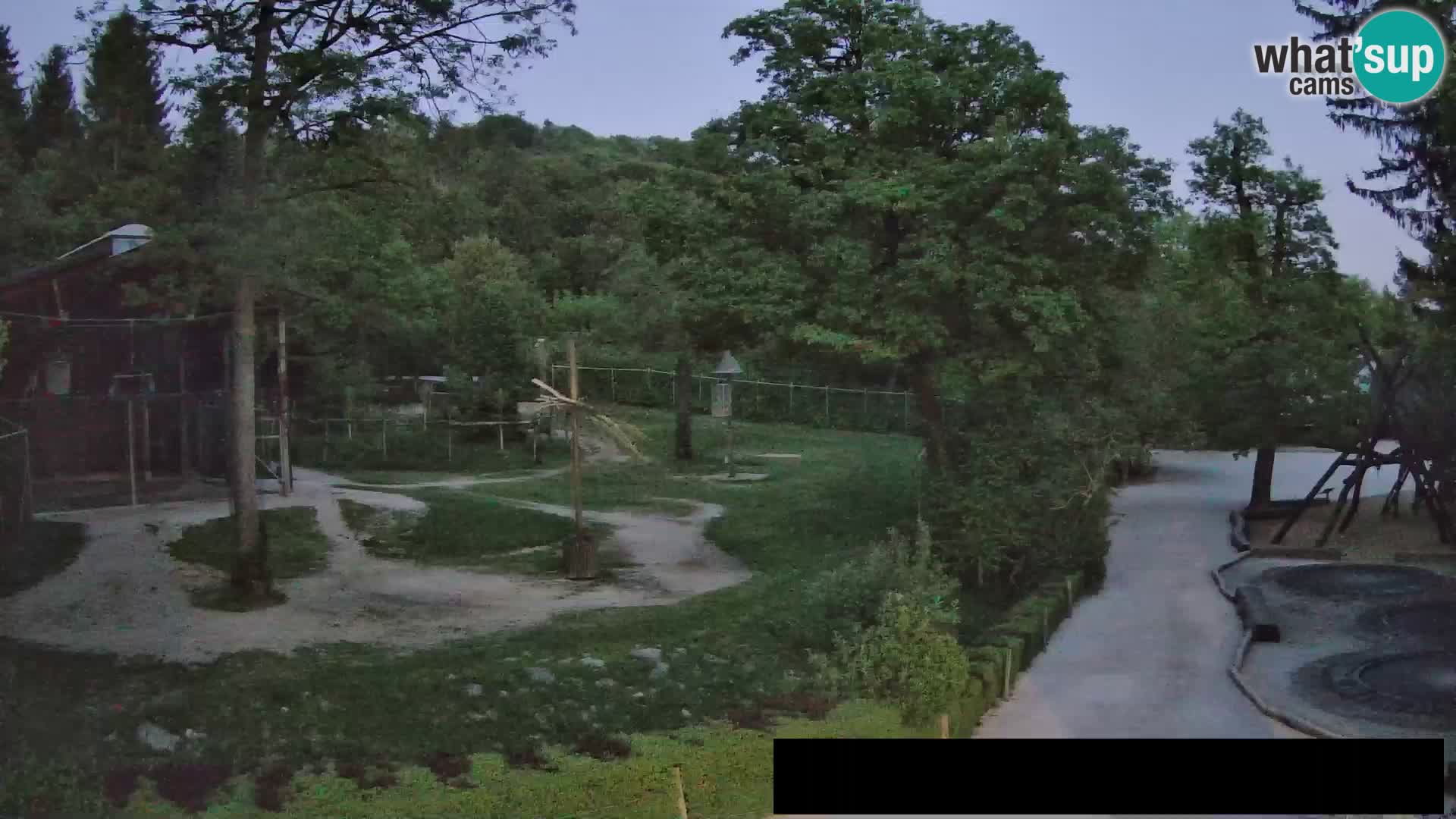 Web kamera Zoo Ljubljana – Žirafe