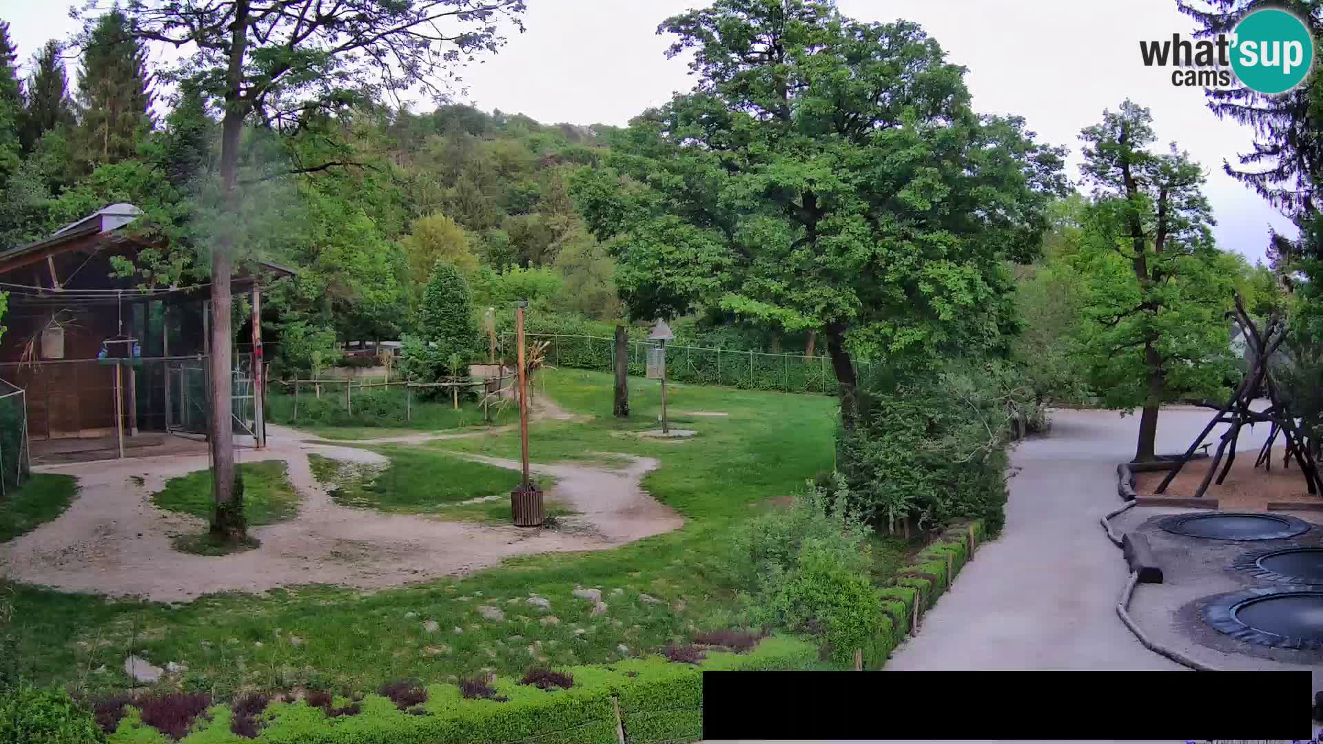 Web kamera Zoo Ljubljana – Žirafe
