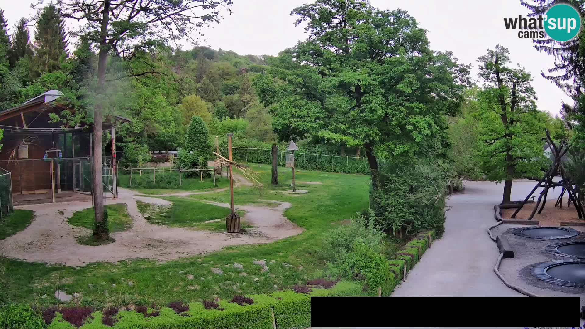 Webcam Zoo Ljubljana – Jirafas