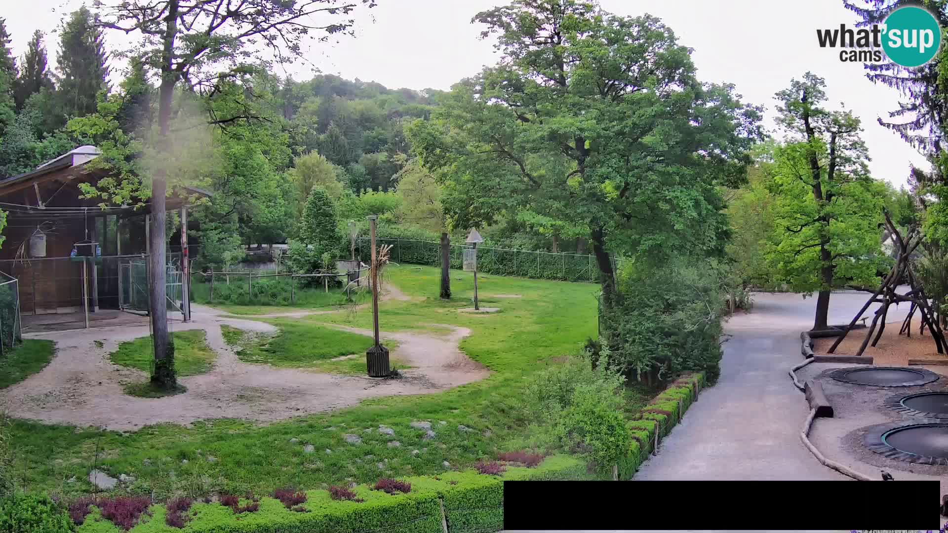 Webcam Zoo Ljubljana – Giraffes