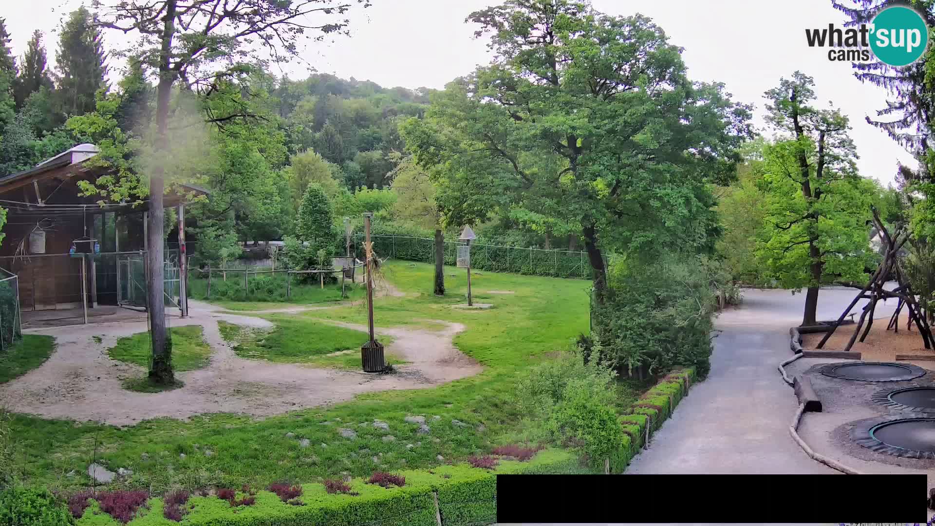 Webcam Zoo Ljubljana – Jirafas