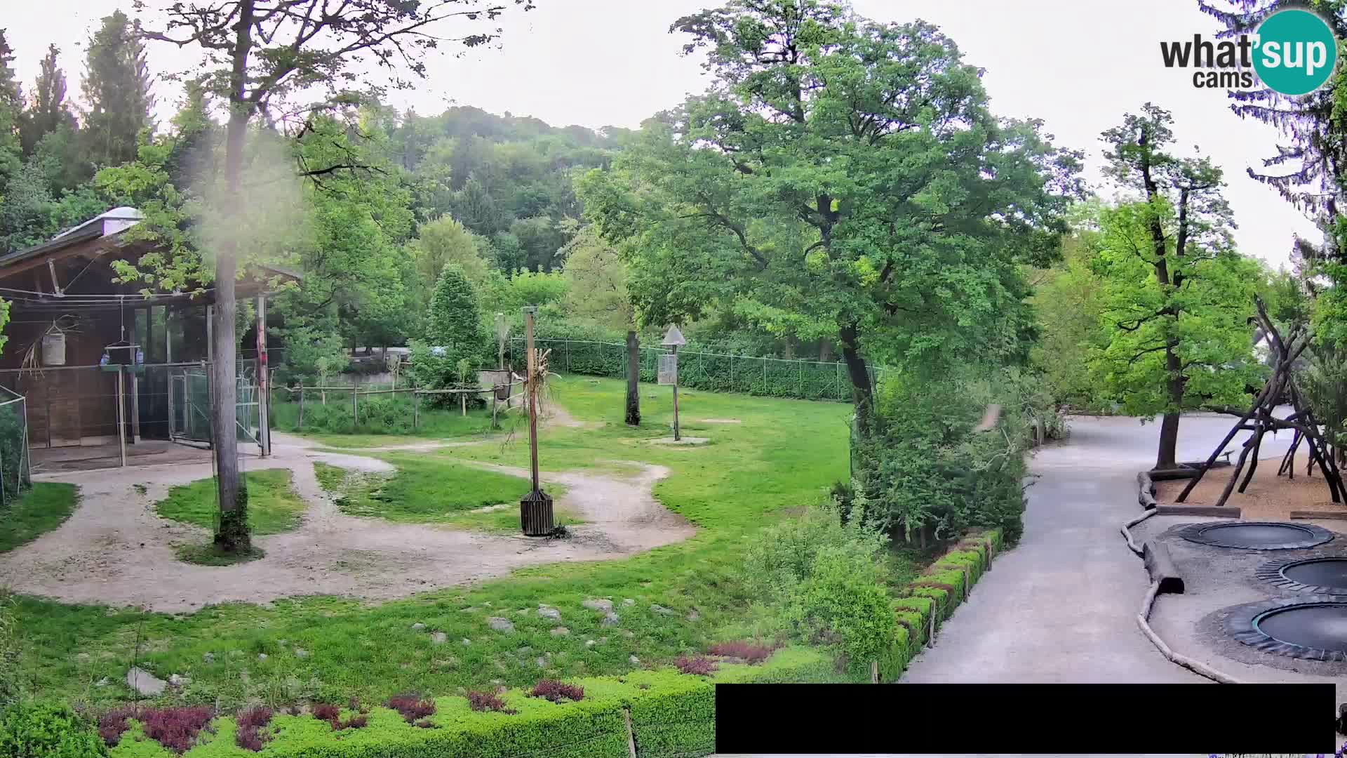 Webcam Zoo Ljubljana – Giraffes