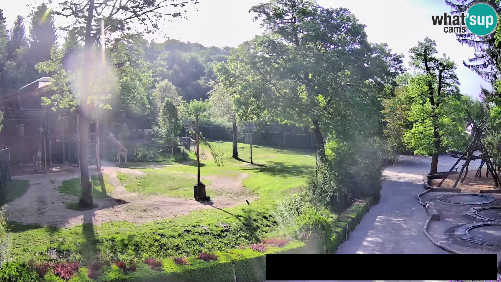 Webcam live Zoo Lubiana – Giraffe