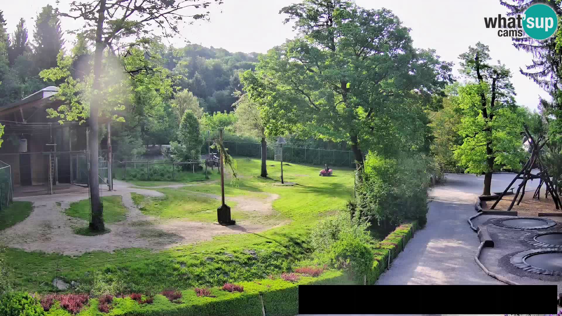 Webcam Zoo Ljubljana – Giraffen
