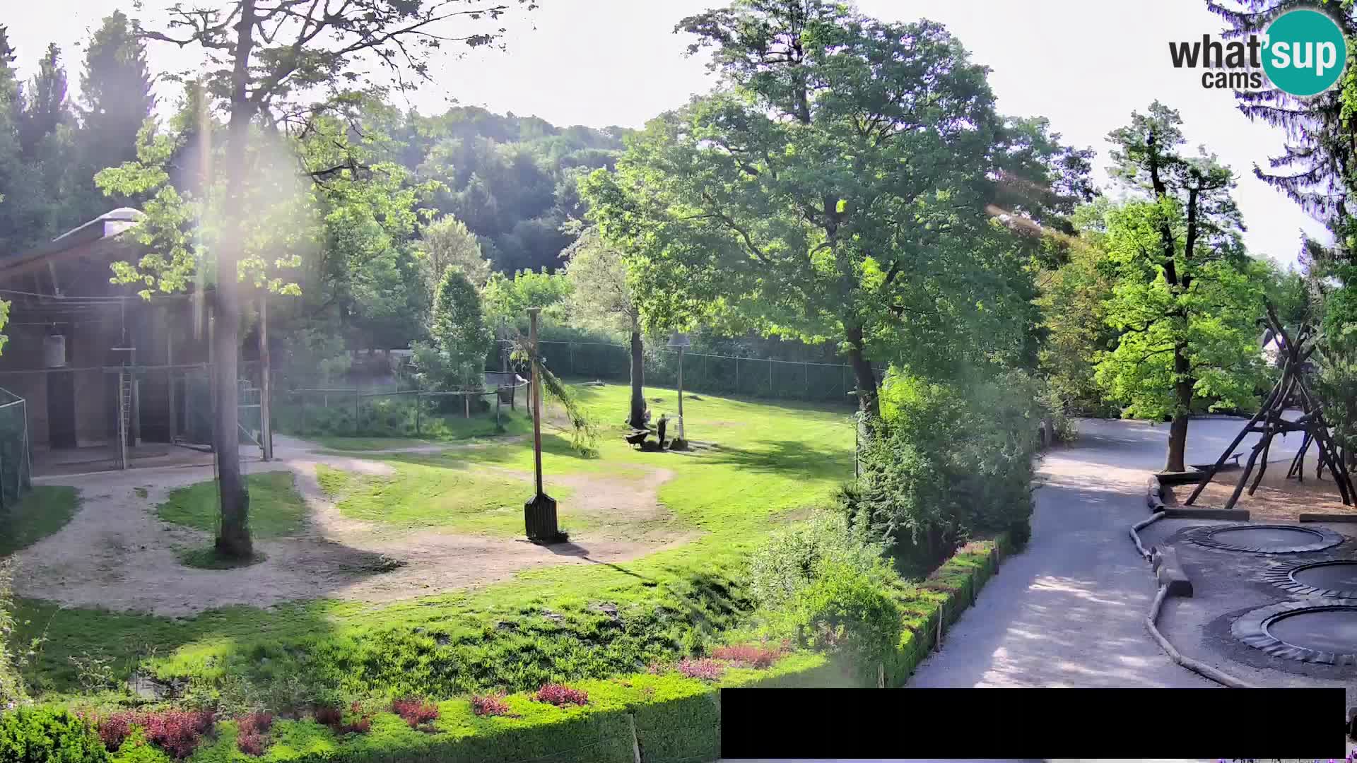 Web kamera Zoo Ljubljana – Žirafe