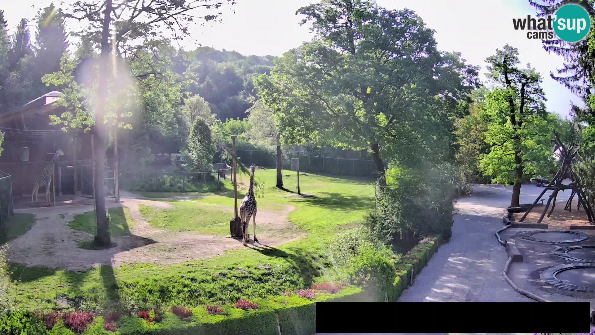 Webcam Zoo Ljubljana – Giraffes