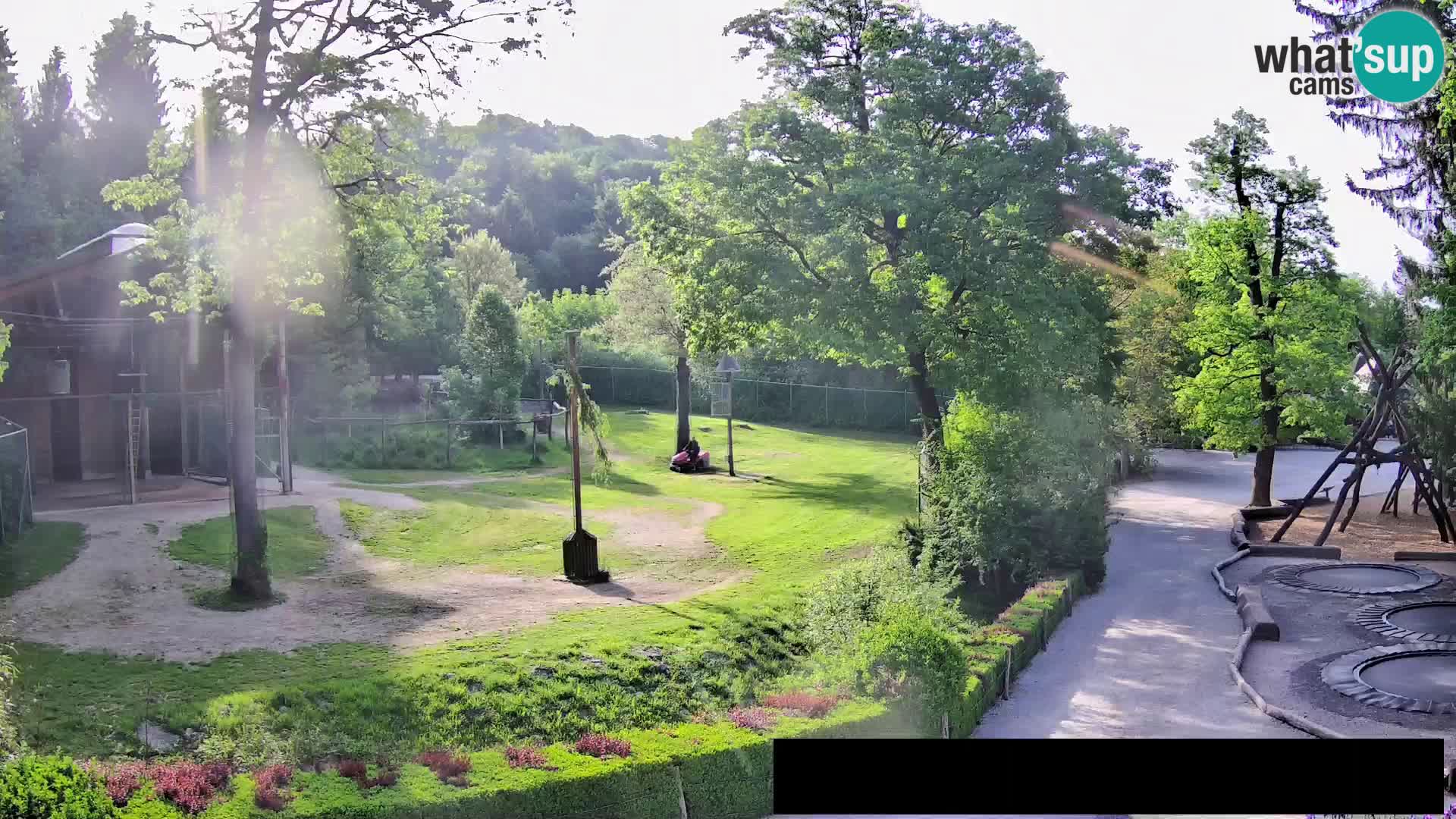 Webcam Zoo Ljubljana – Jirafas