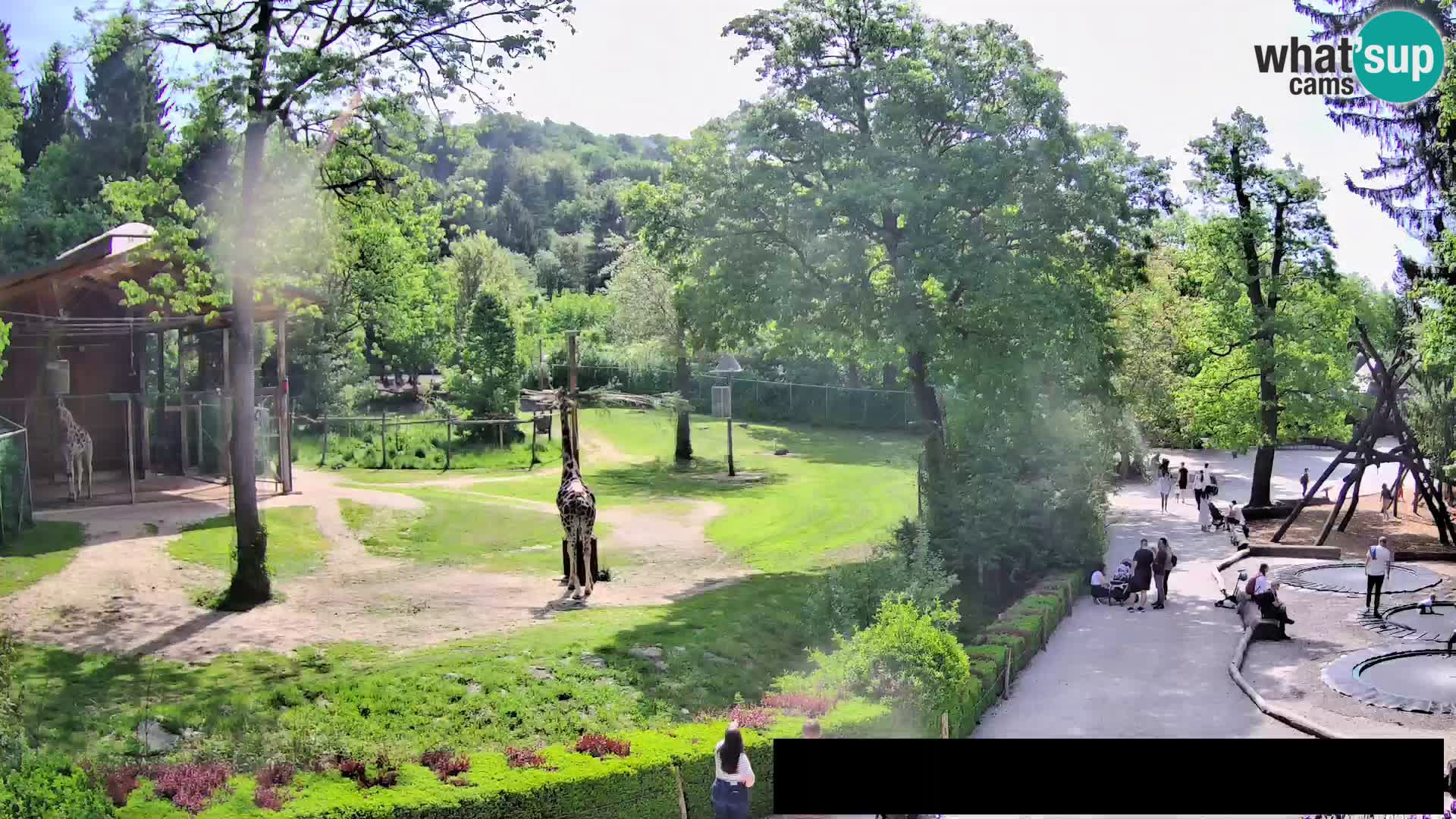 Webcam Zoo Ljubljana – Giraffes