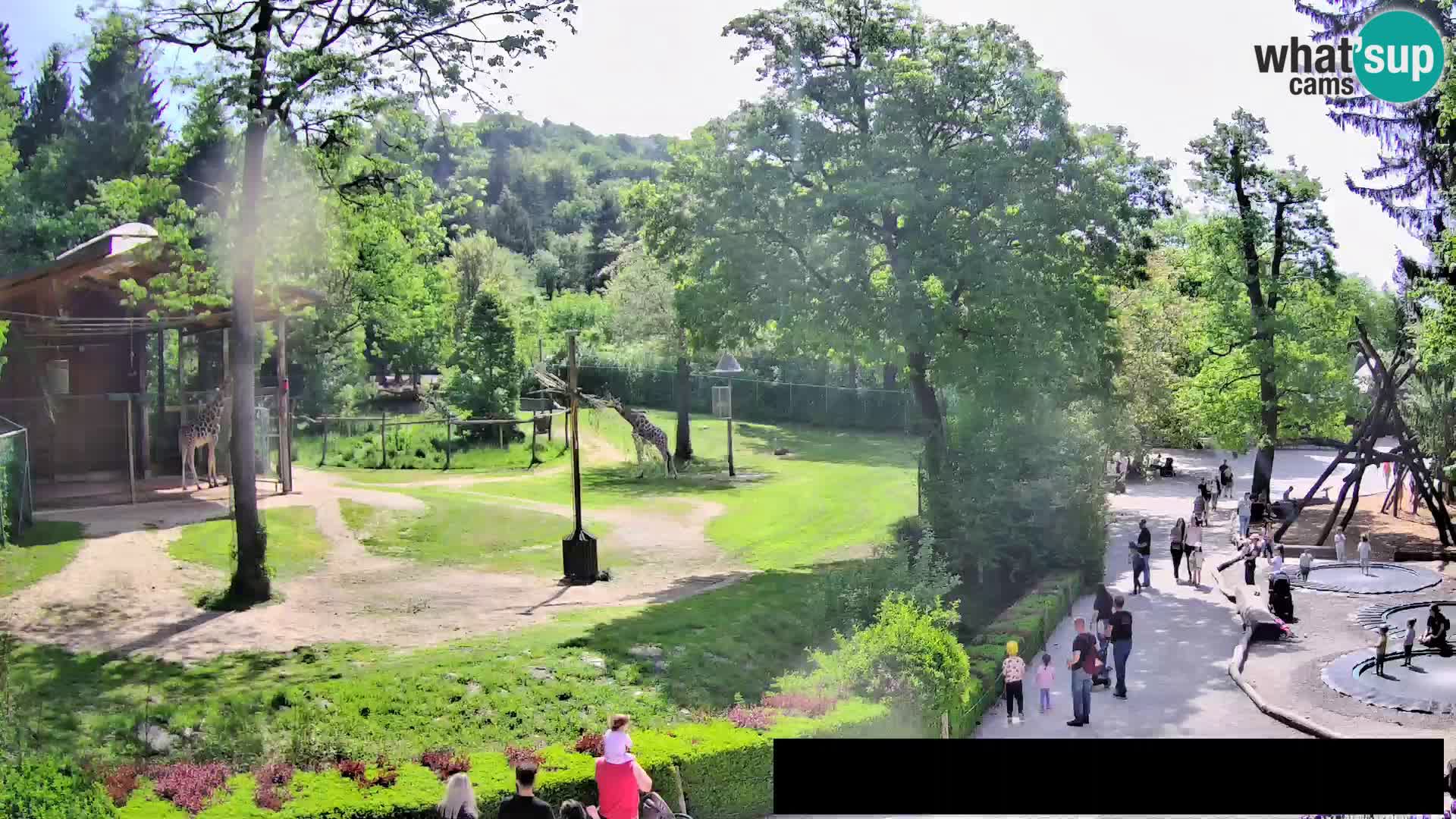 Webcam Zoo Ljubljana – Giraffes