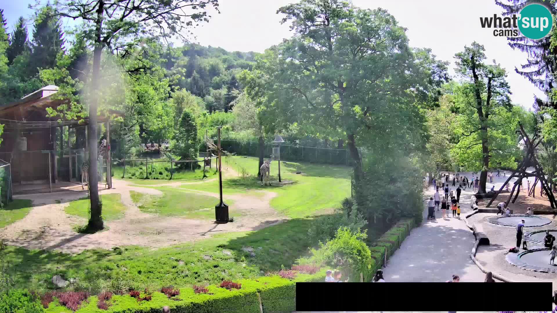 Webcam Zoo Ljubljana – Jirafas