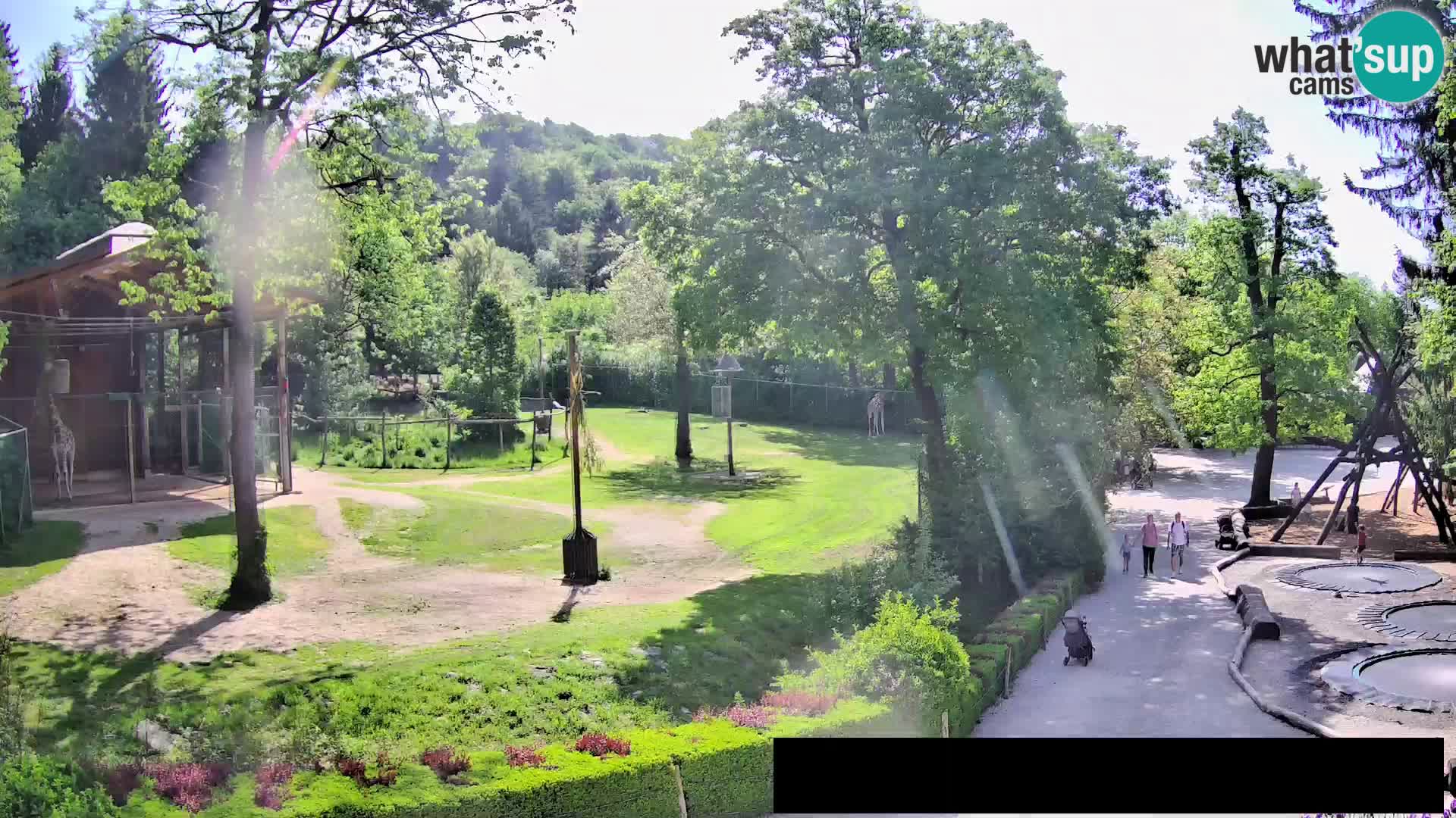 Webcam Zoo Ljubljana – Giraffes