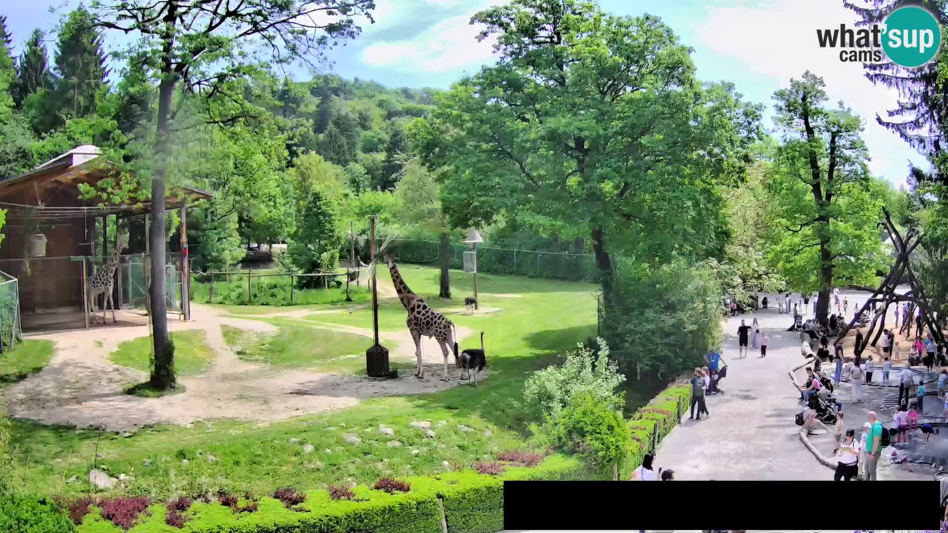 Web kamera Zoo Ljubljana – Žirafe