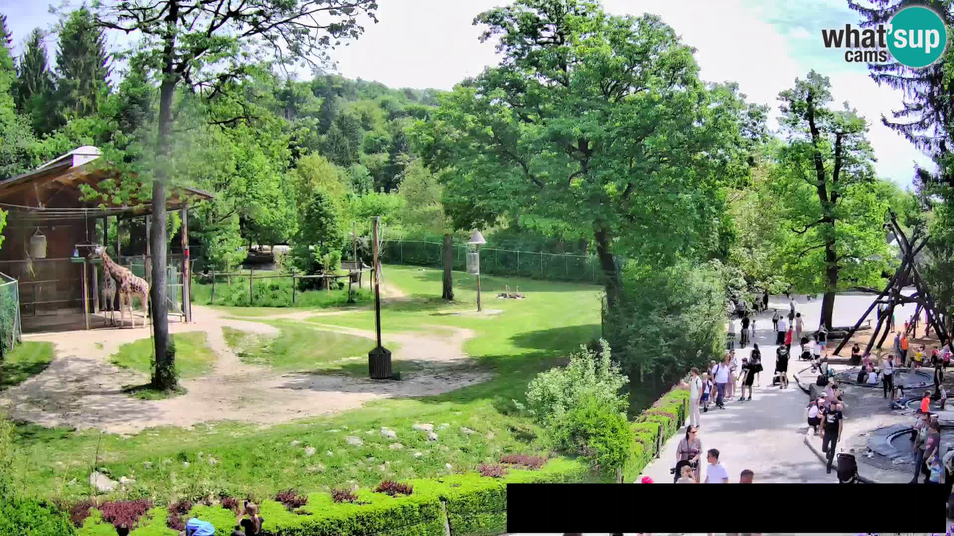 Webcam Zoo Ljubljana – Giraffen