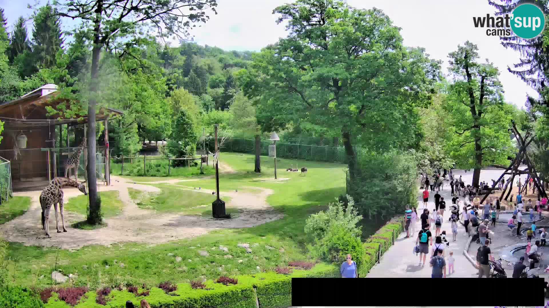 Spletna kamera Živalski vrt Ljubljana – Žirafe