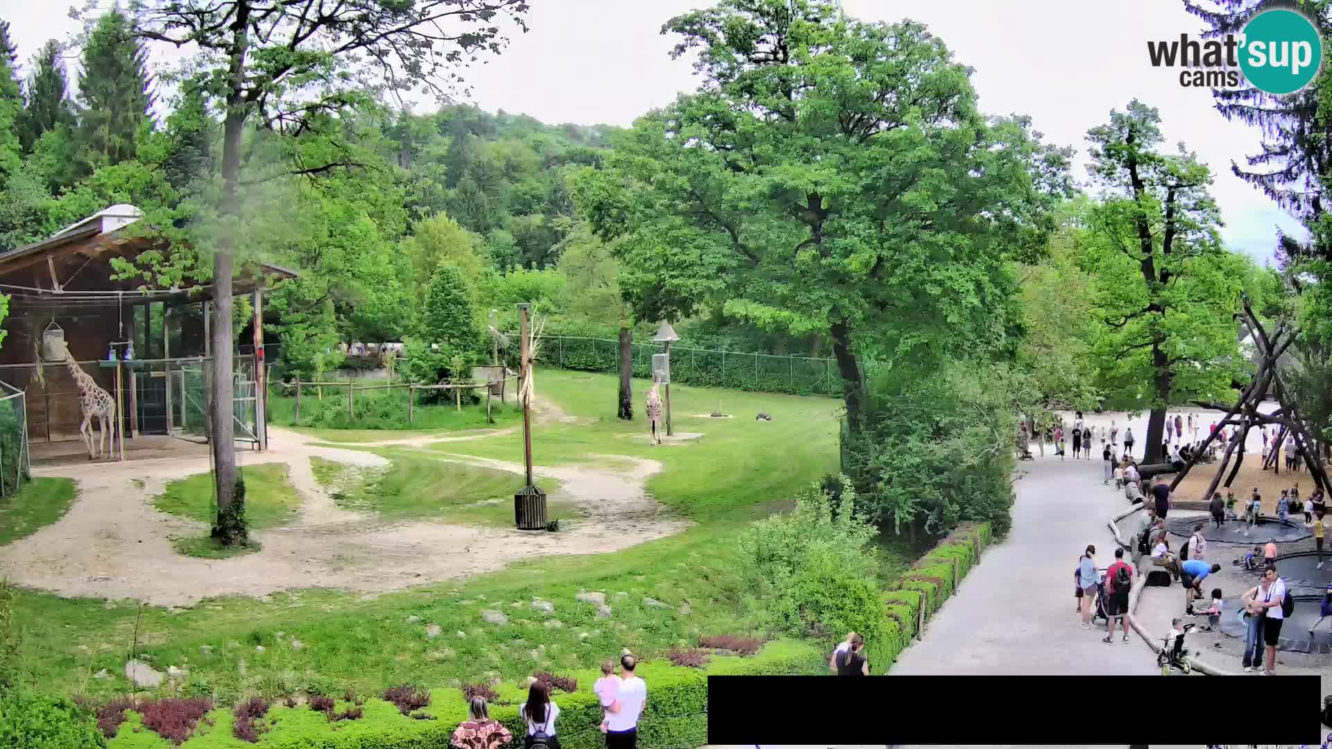 Webcam Zoo Ljubljana – Giraffen
