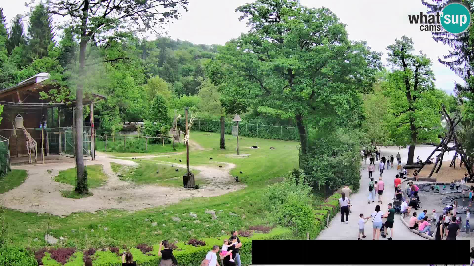 Webcam Zoo Ljubljana – Giraffen
