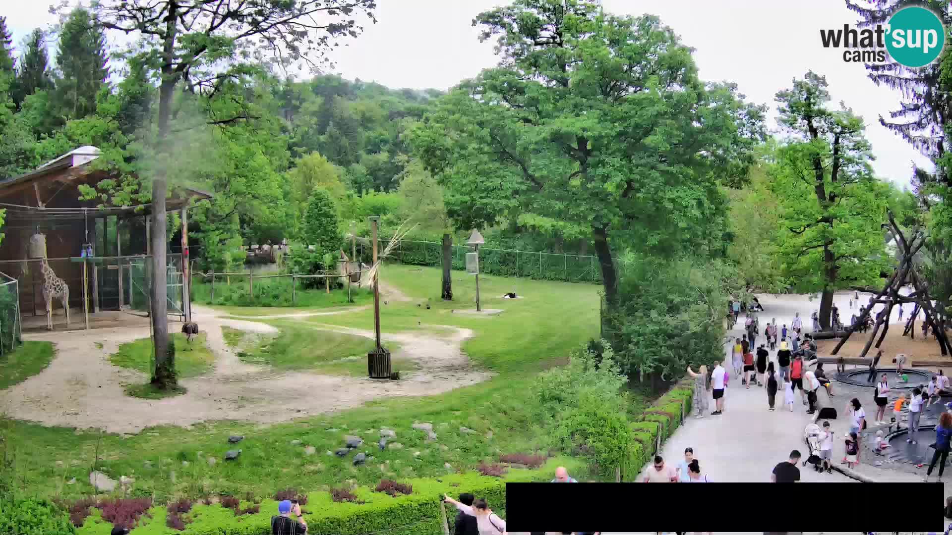 Webcam Zoo Ljubljana – Giraffen