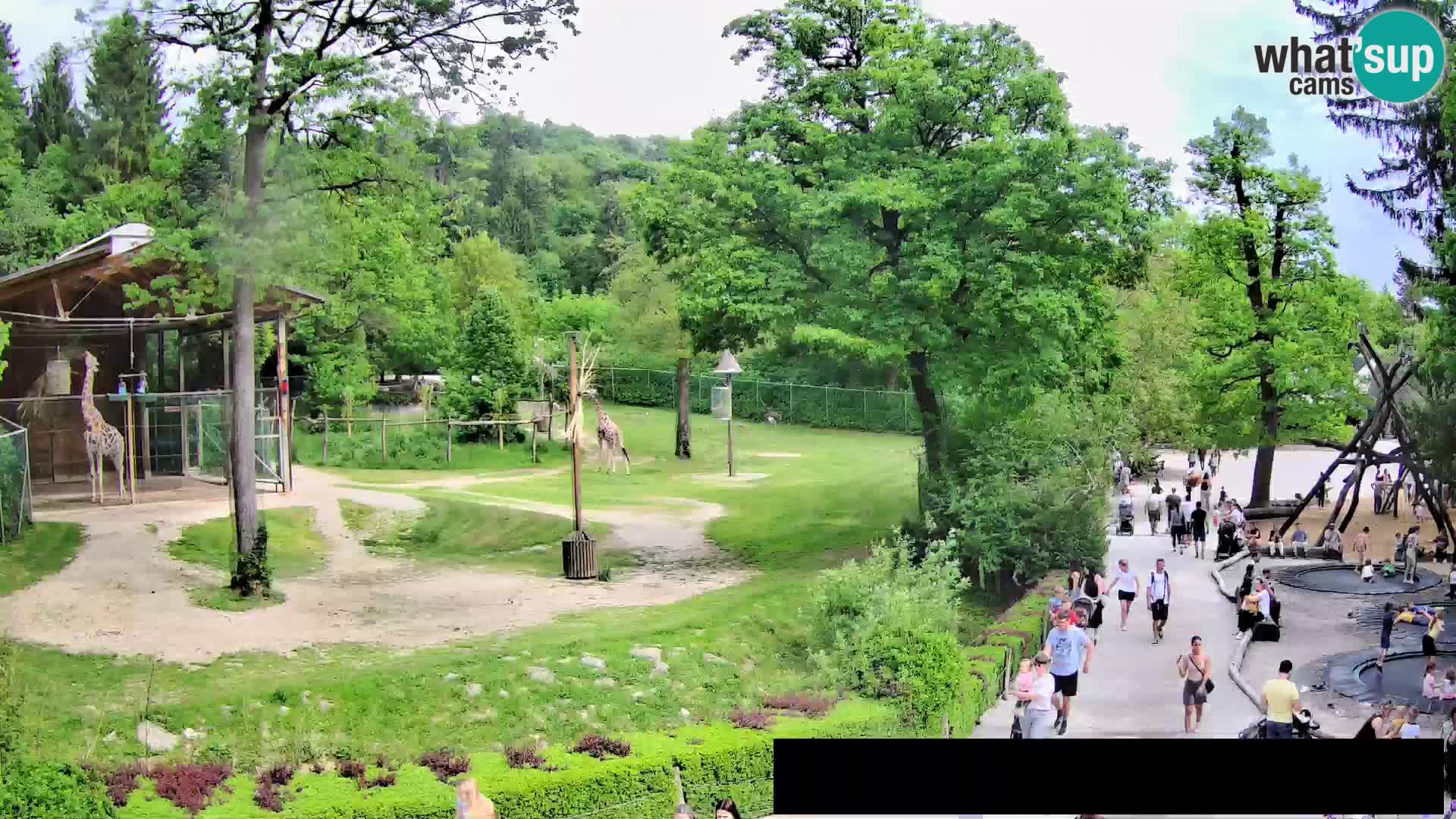 Webcam Zoo Ljubljana – Giraffen