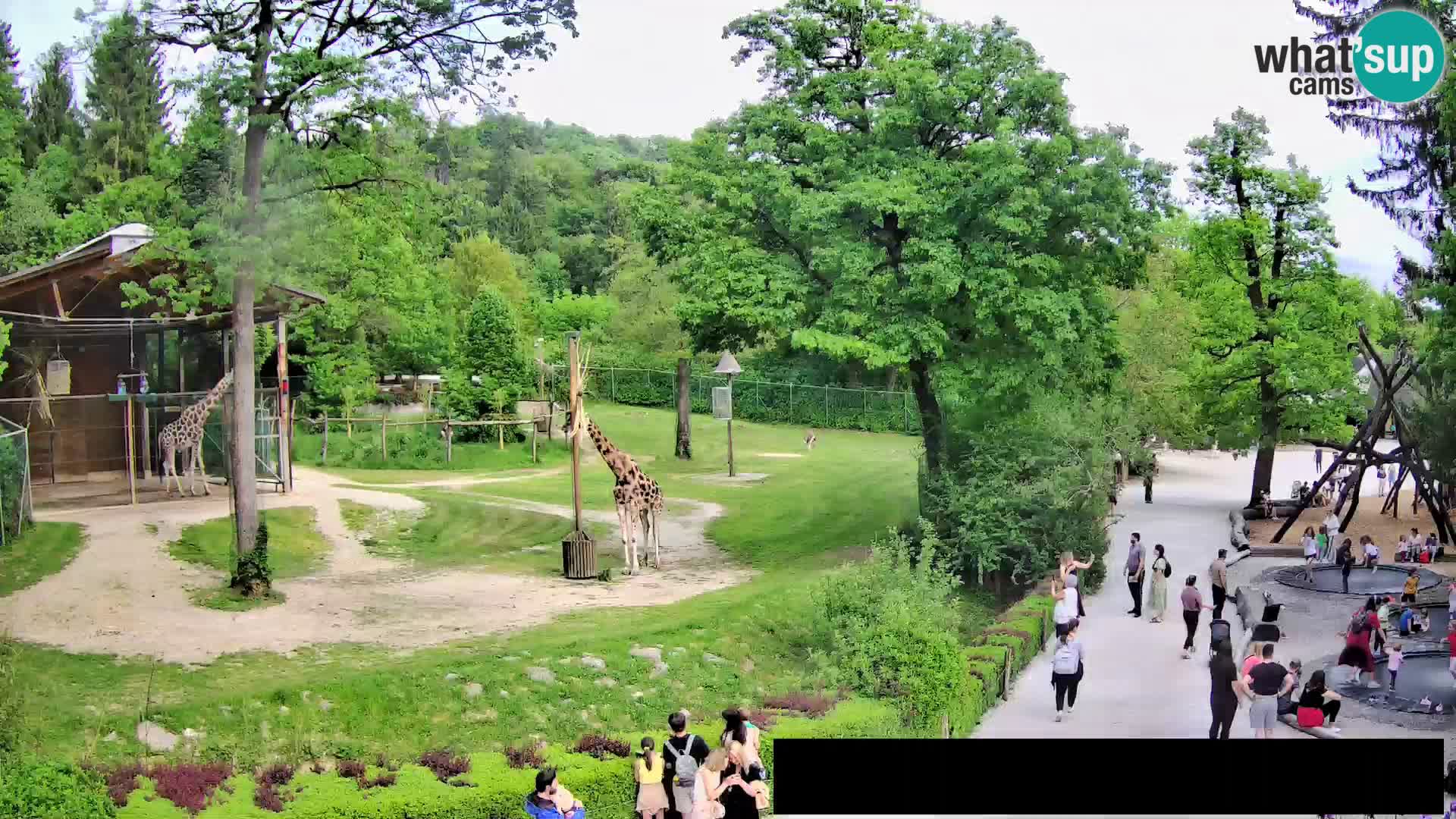 Webcam live Zoo Lubiana – Giraffe