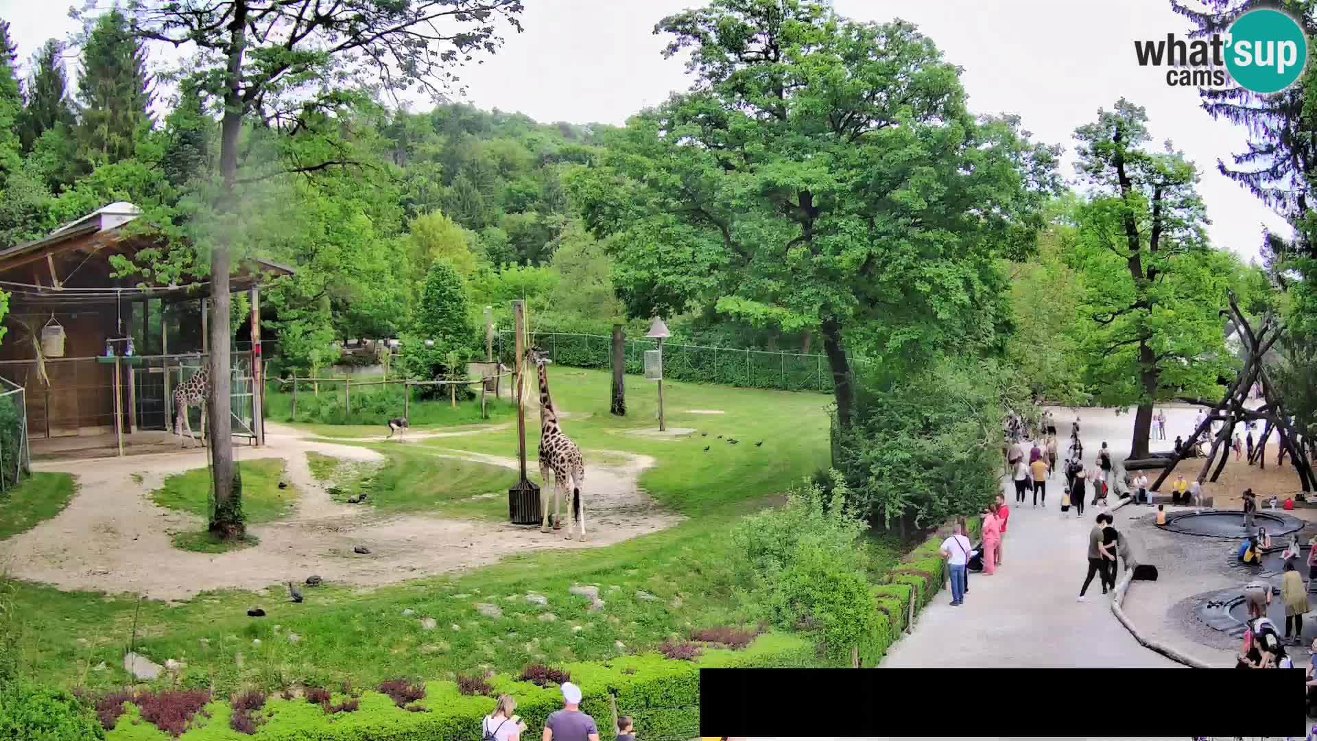 Webcam Zoo Ljubljana – Giraffes