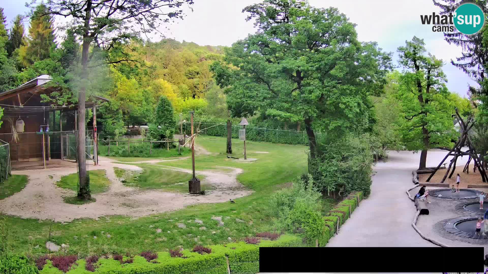 Webcam Zoo Ljubljana – Giraffes