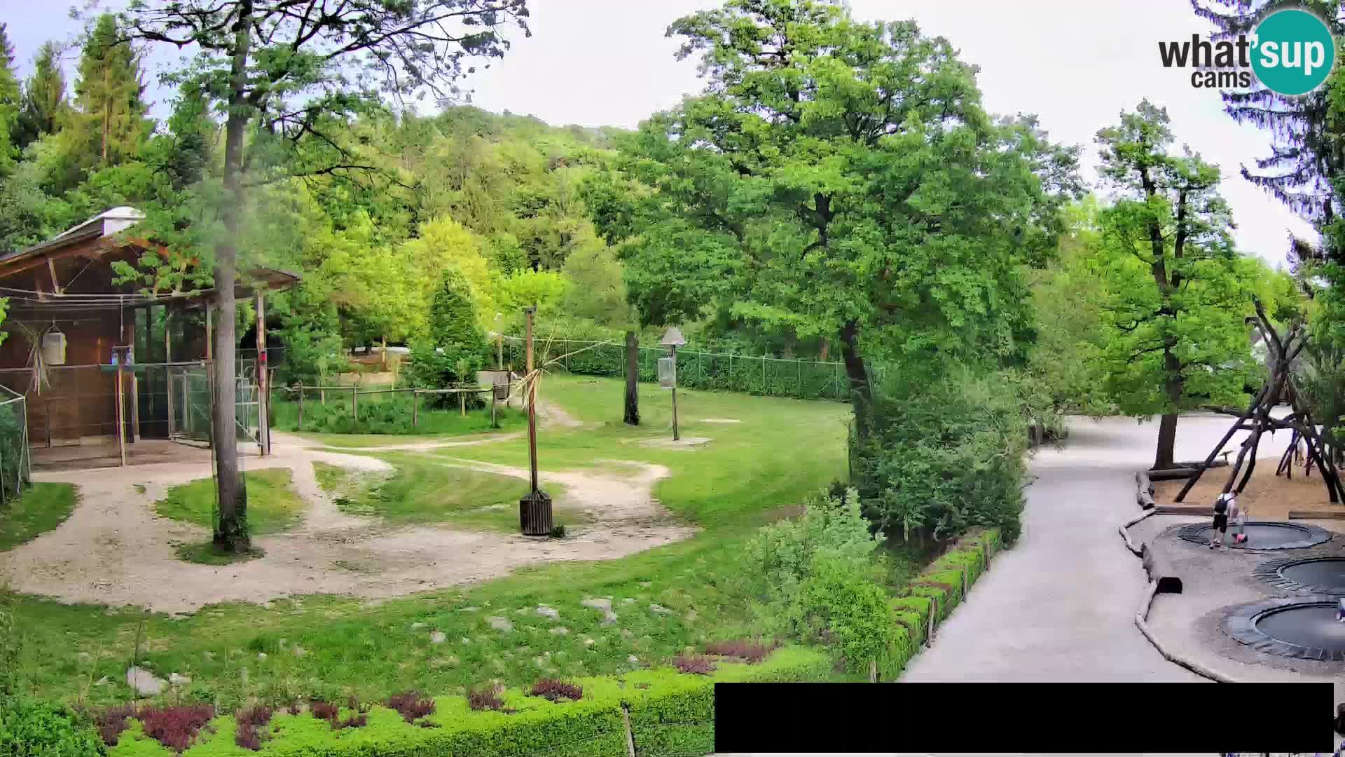 Webcam Zoo Ljubljana – Giraffes