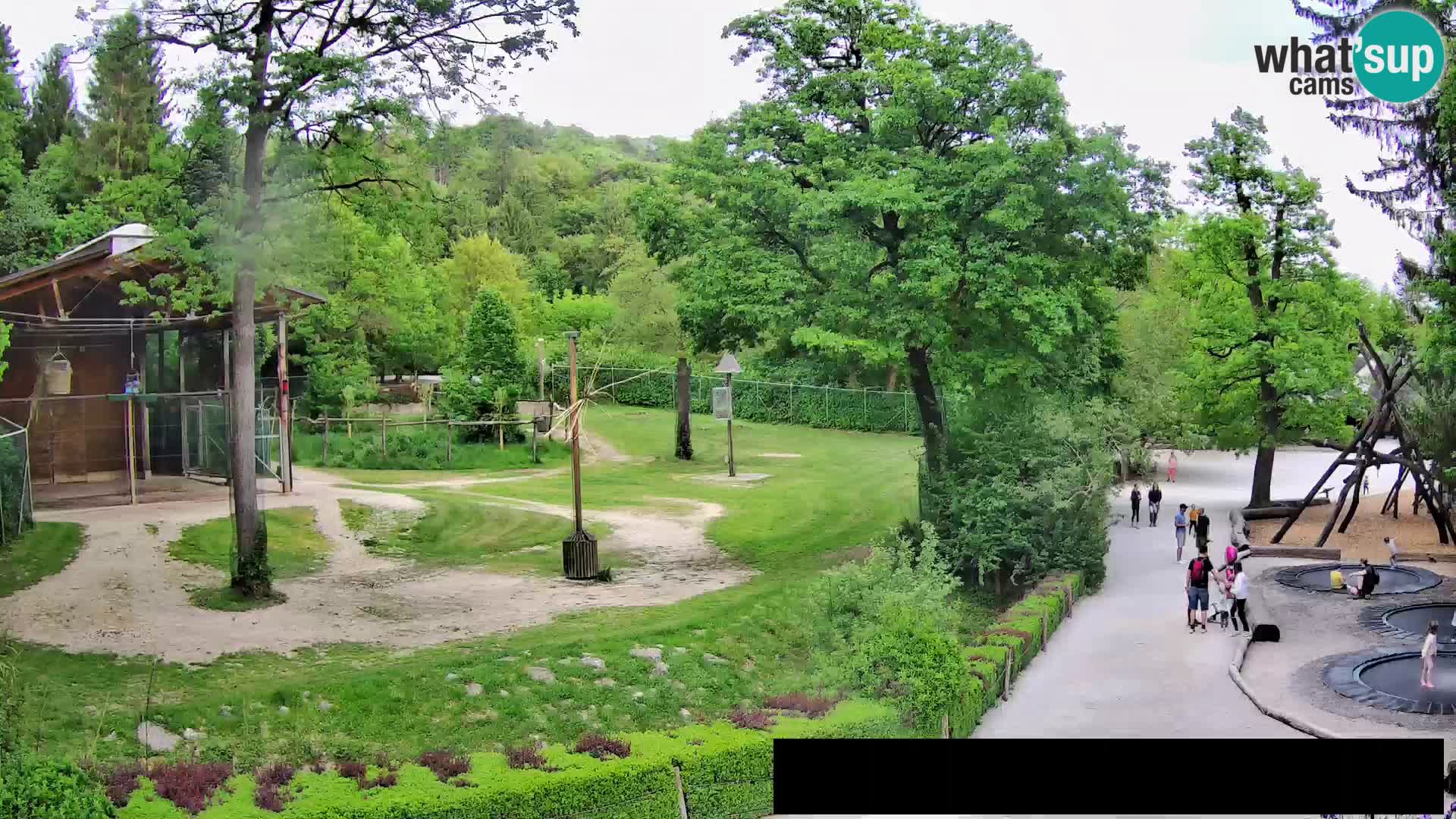 Webcam Zoo Ljubljana – Giraffes