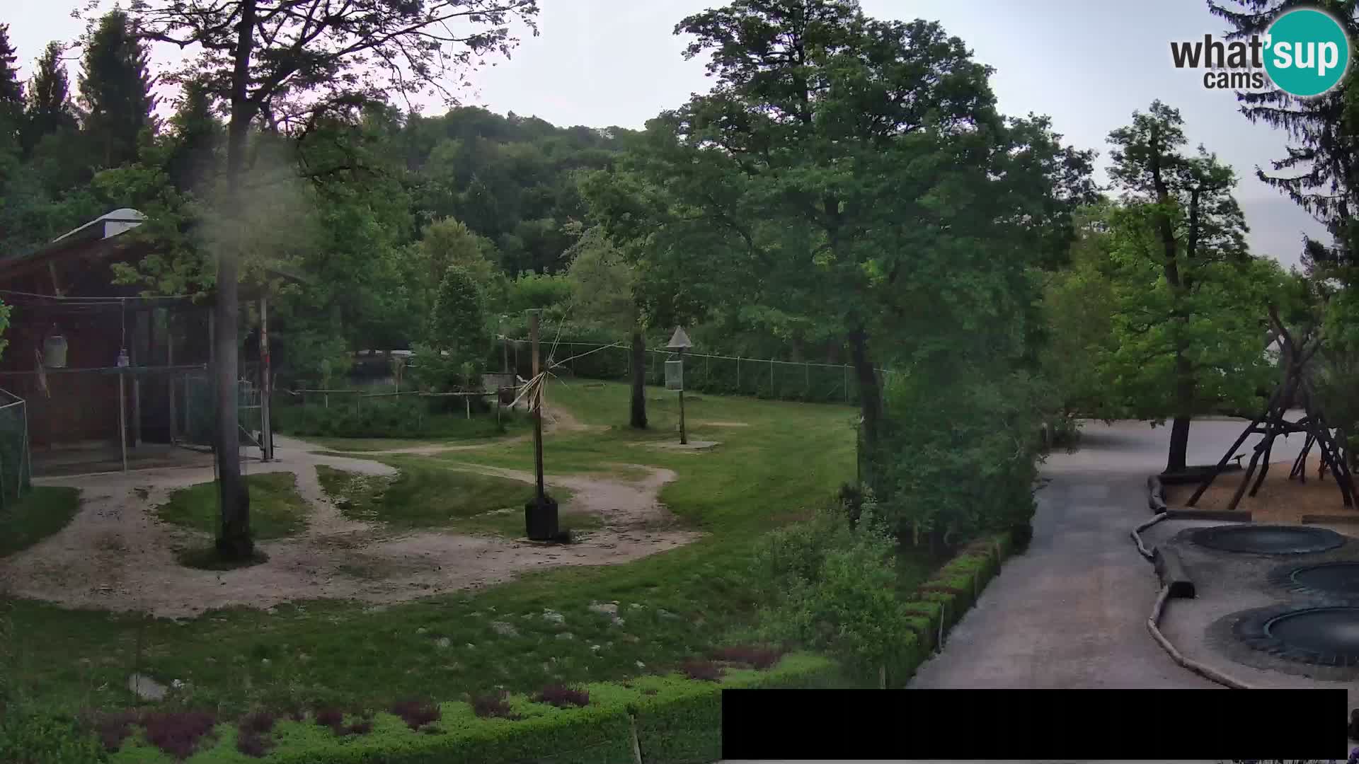 Webcam Zoo Ljubljana – Giraffen
