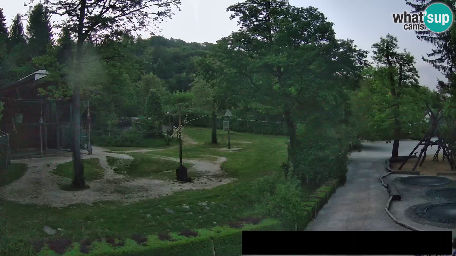 Webcam Zoo Ljubljana – Giraffes