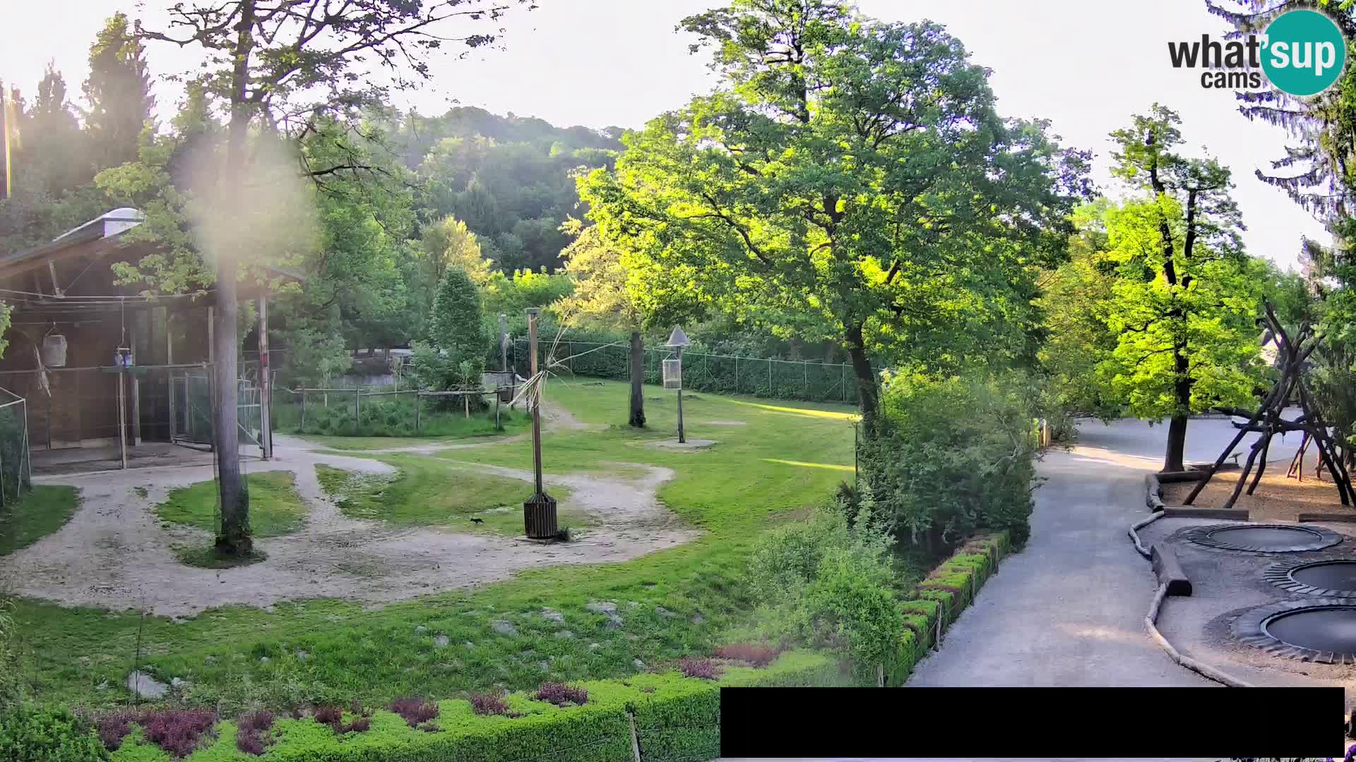 Spletna kamera Živalski vrt Ljubljana – Žirafe