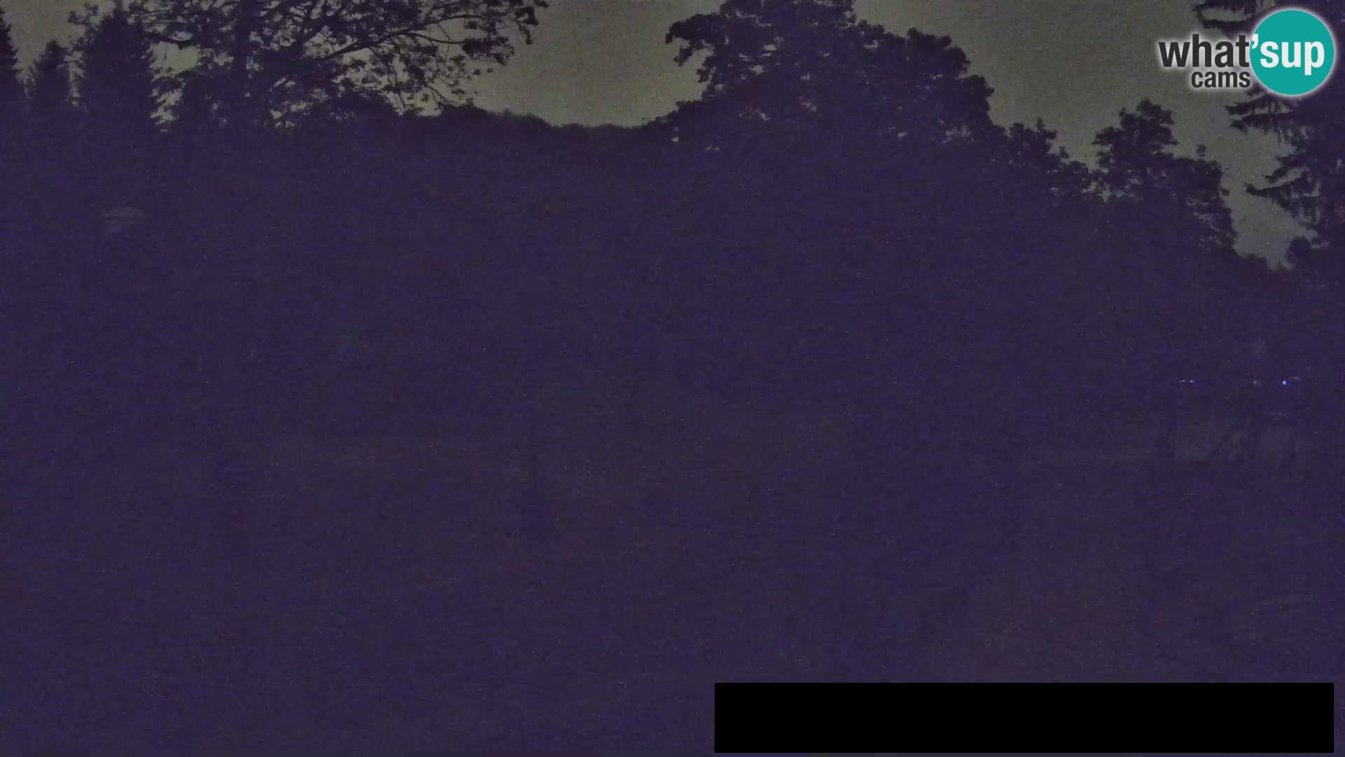 Webcam live Zoo Lubiana – Giraffe
