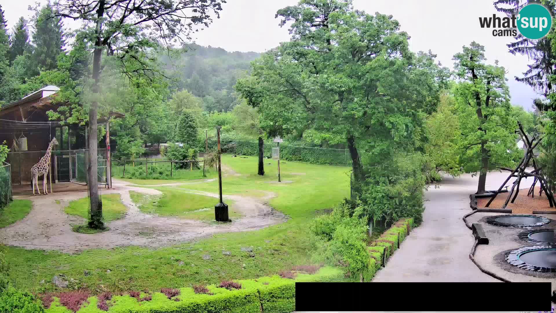 Web kamera Zoo Ljubljana – Žirafe