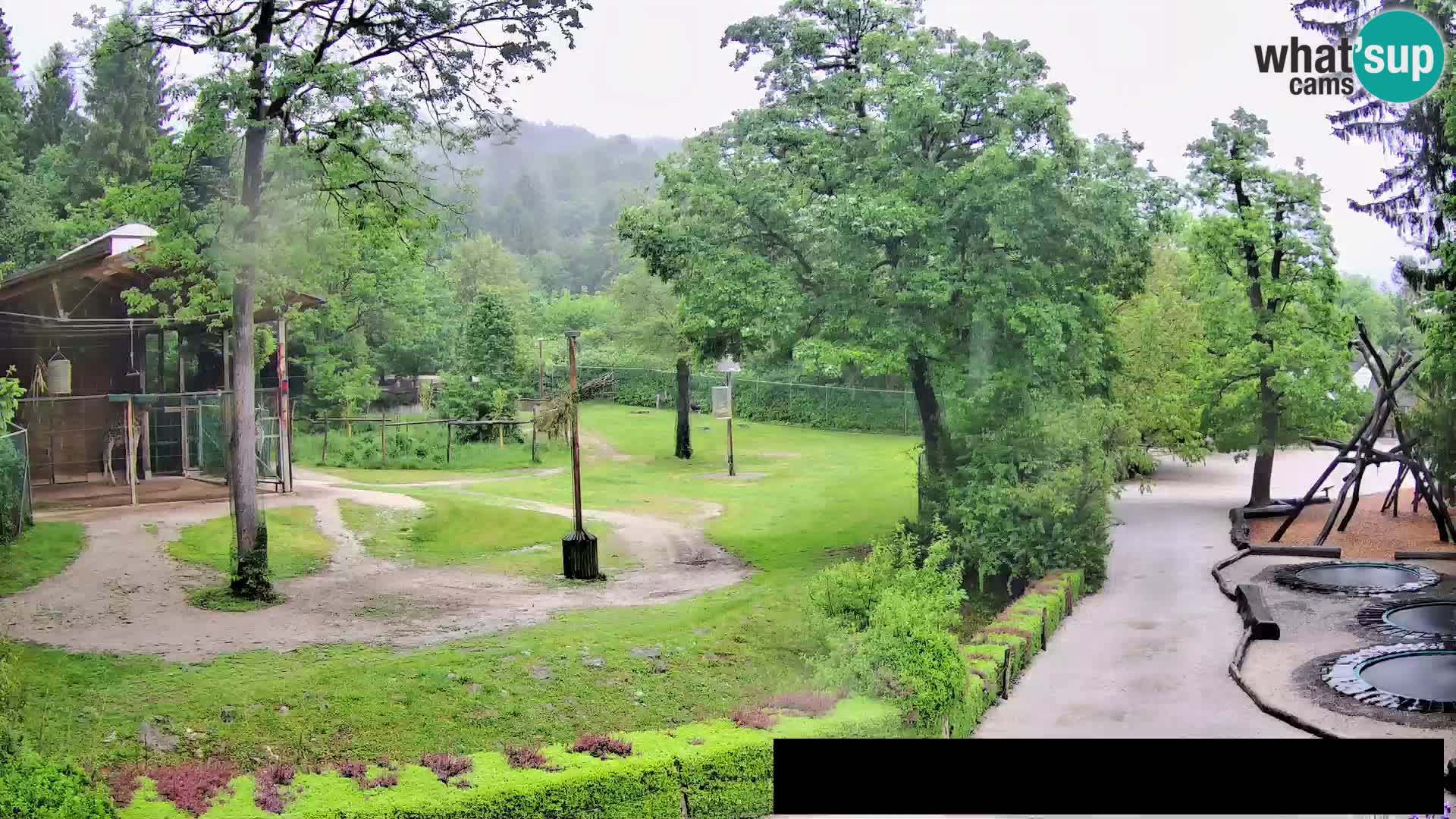 Webcam live Zoo Lubiana – Giraffe