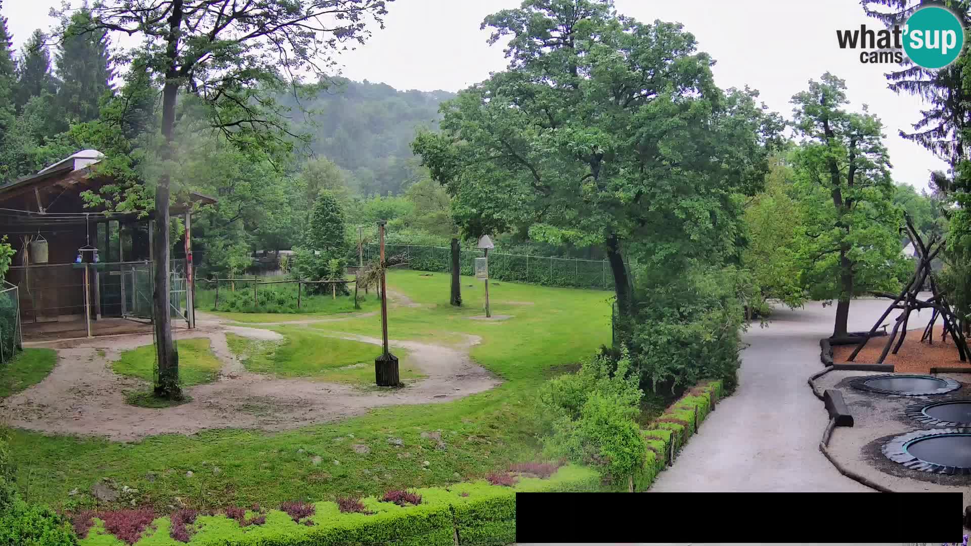 Webcam Zoo Ljubljana – Giraffen