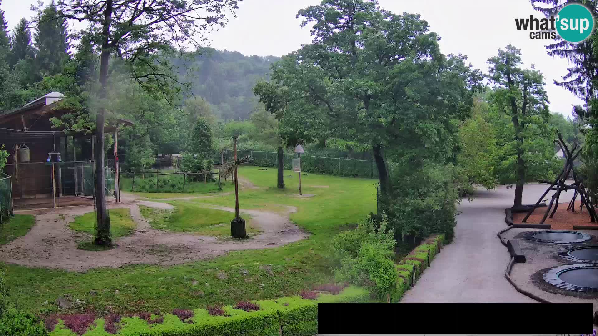 Webcam Zoo Ljubljana – Giraffes