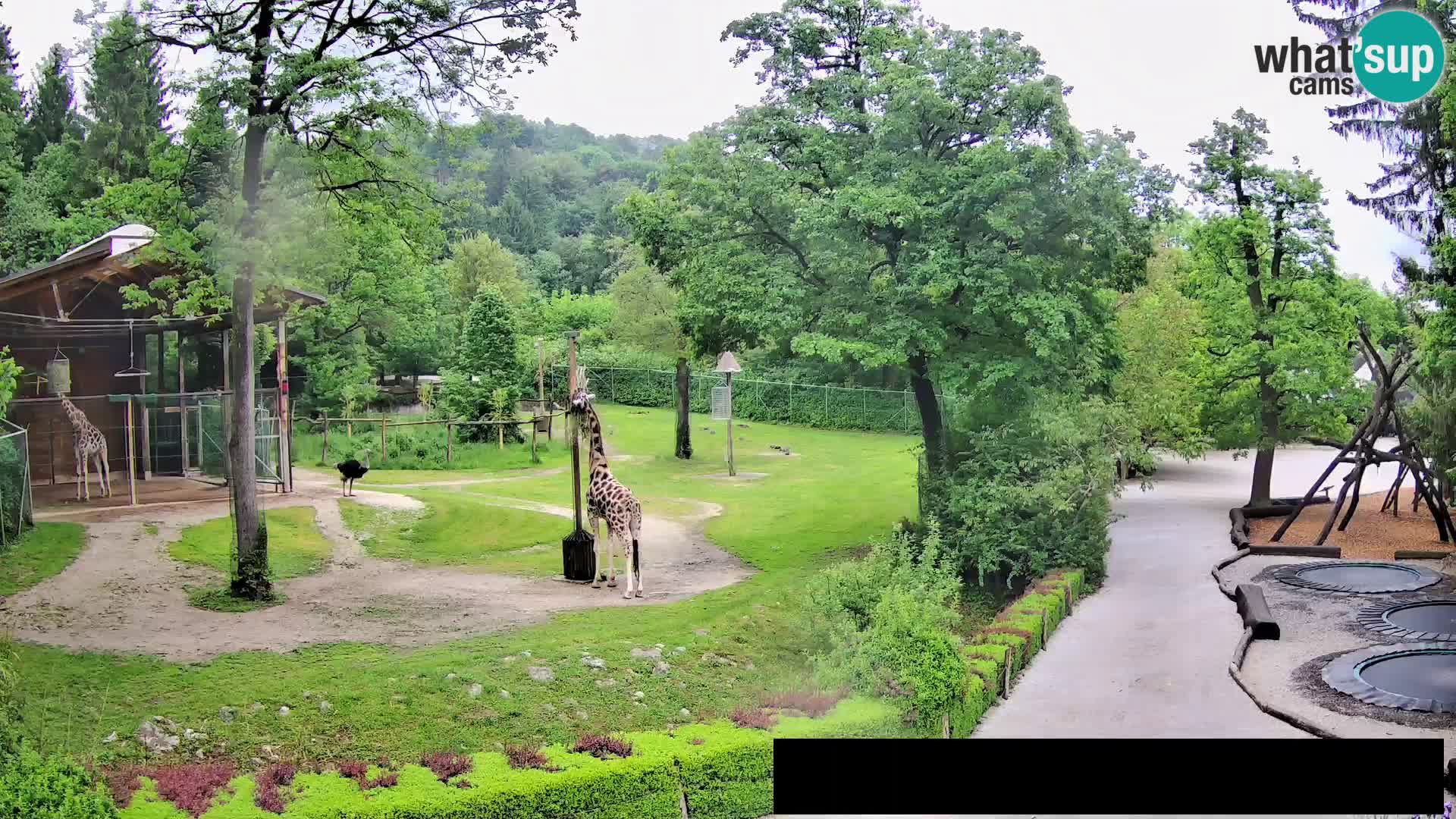 Webcam Zoo Ljubljana – Giraffes