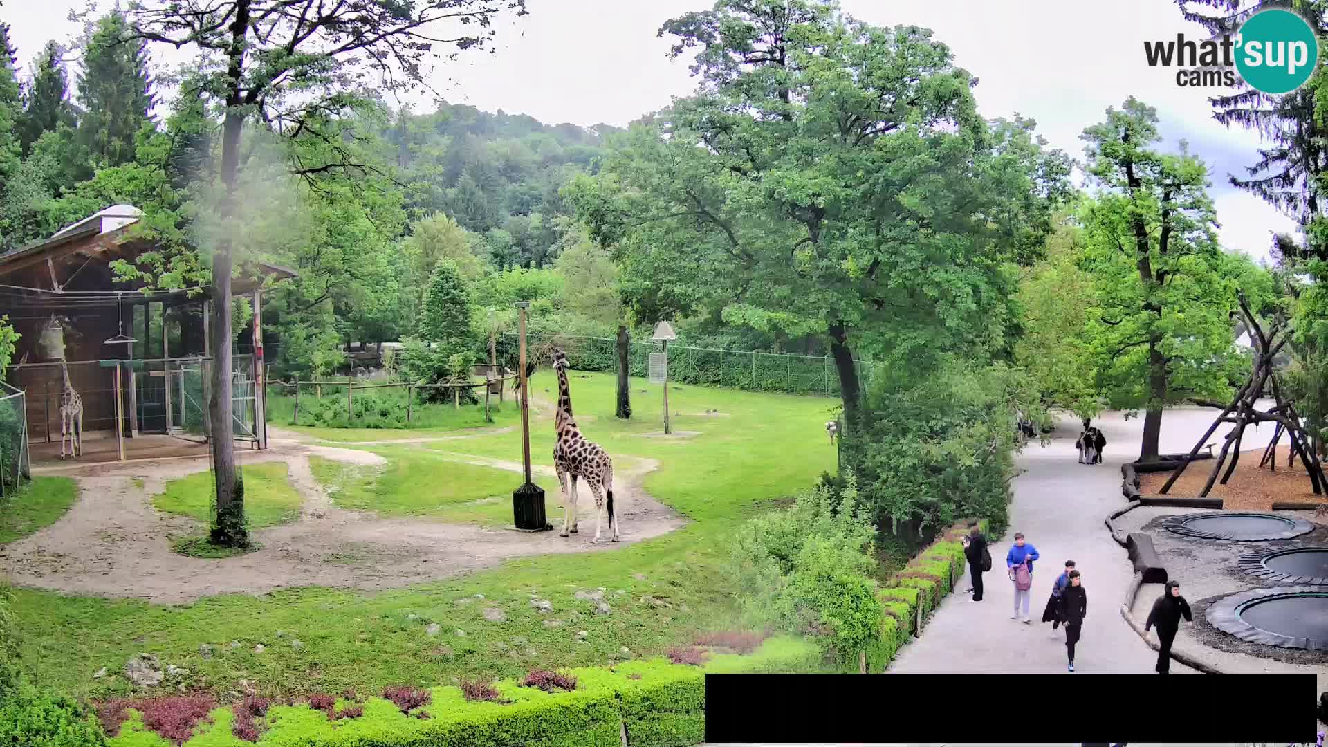 Webcam Zoo Ljubljana – Giraffen