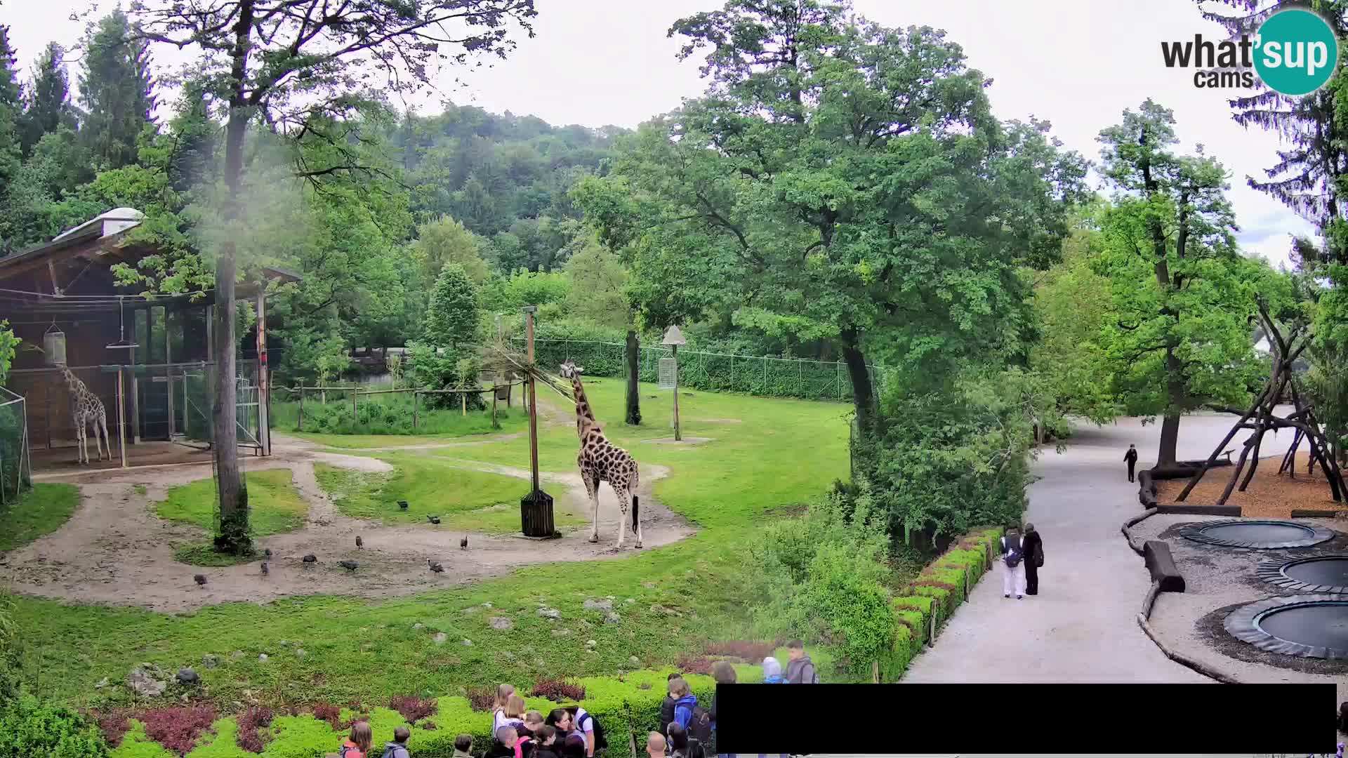 Webcam Zoo Ljubljana – Giraffes