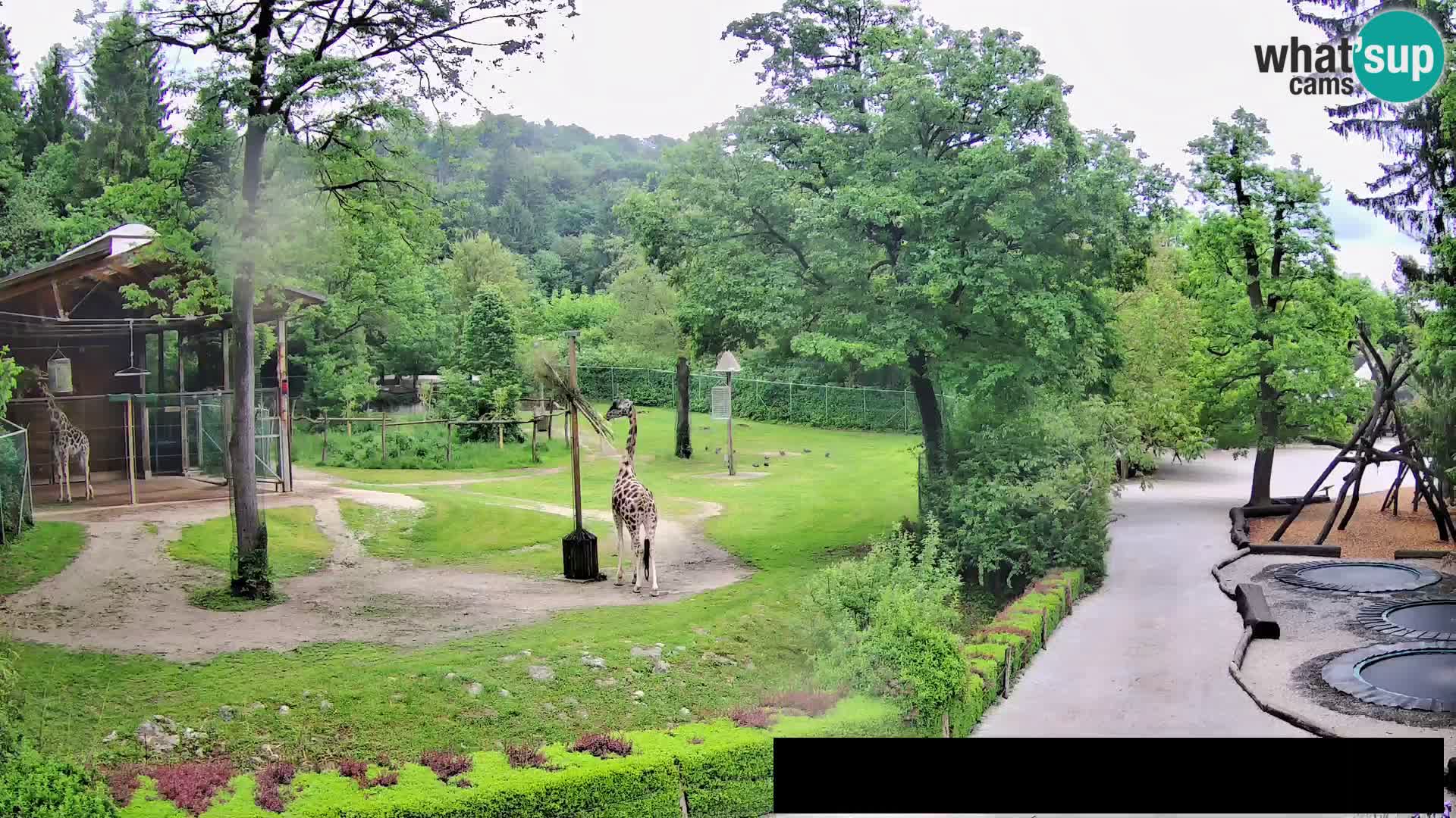Web kamera Zoo Ljubljana – Žirafe