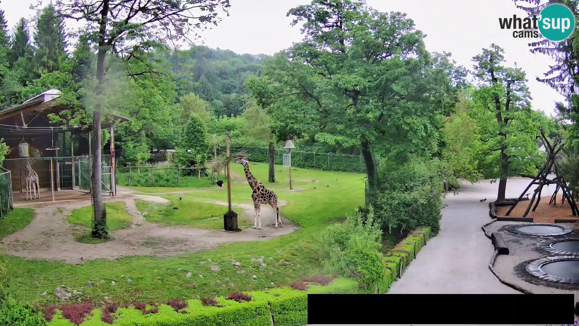 Webcam Zoo Ljubljana – Giraffes