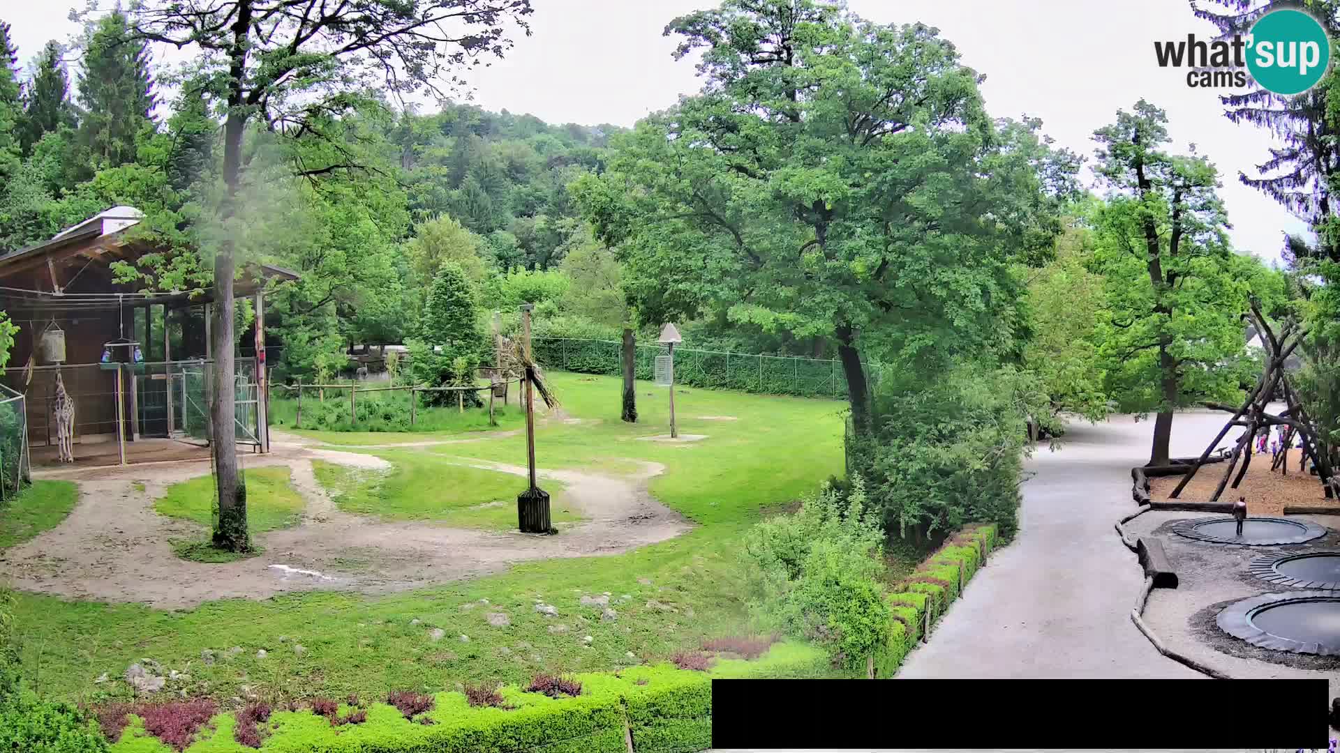 Web kamera Zoo Ljubljana – Žirafe