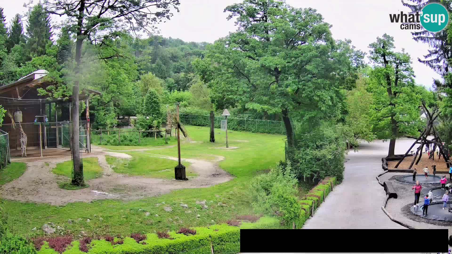 Web kamera Zoo Ljubljana – Žirafe